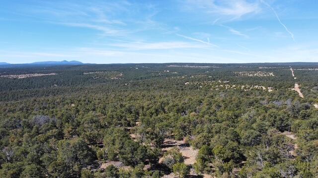 Photo 6 —  McComb Road Tract AA