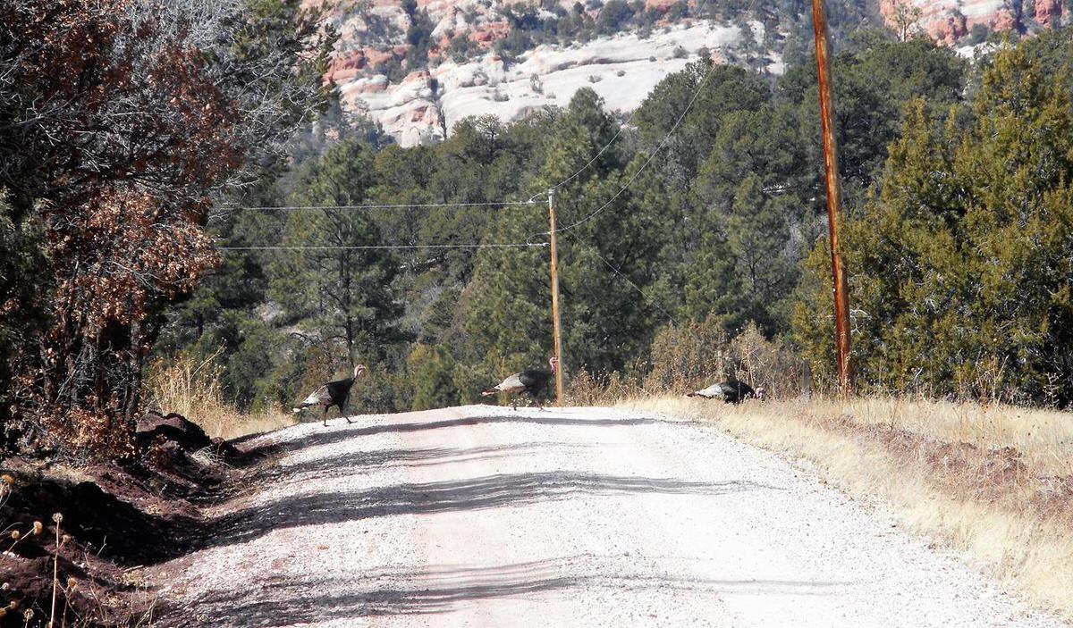 Photo 10 — Lot 5 Copperweed Road