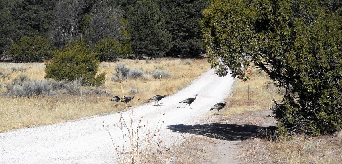 Photo 9 — Lot 5 Copperweed Road