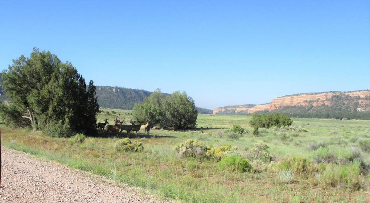 Photo 5 — Lot 5 Copperweed Road