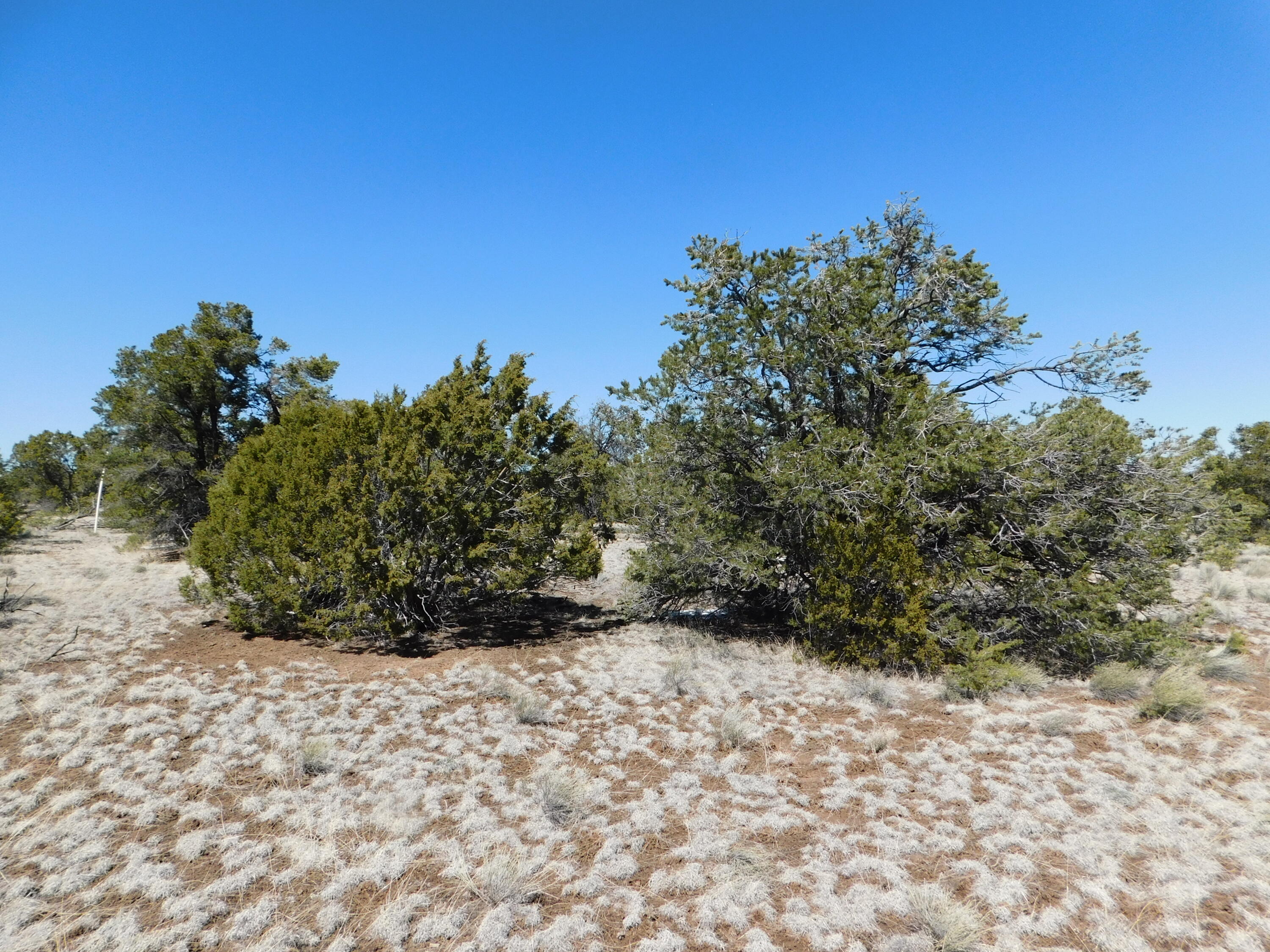 Photo 7 — LOT 81 Artesian Avenue