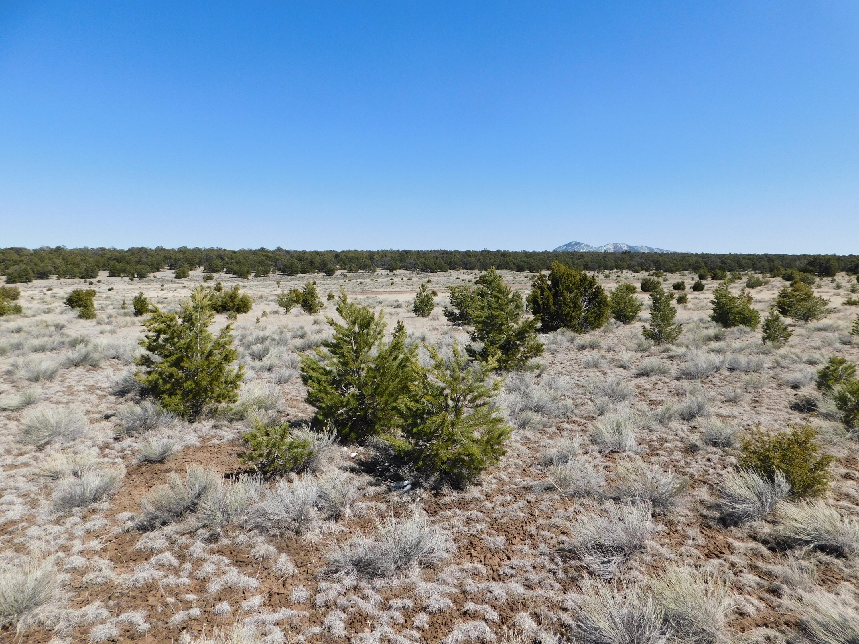 Photo 14 — LOT 81 Artesian Avenue