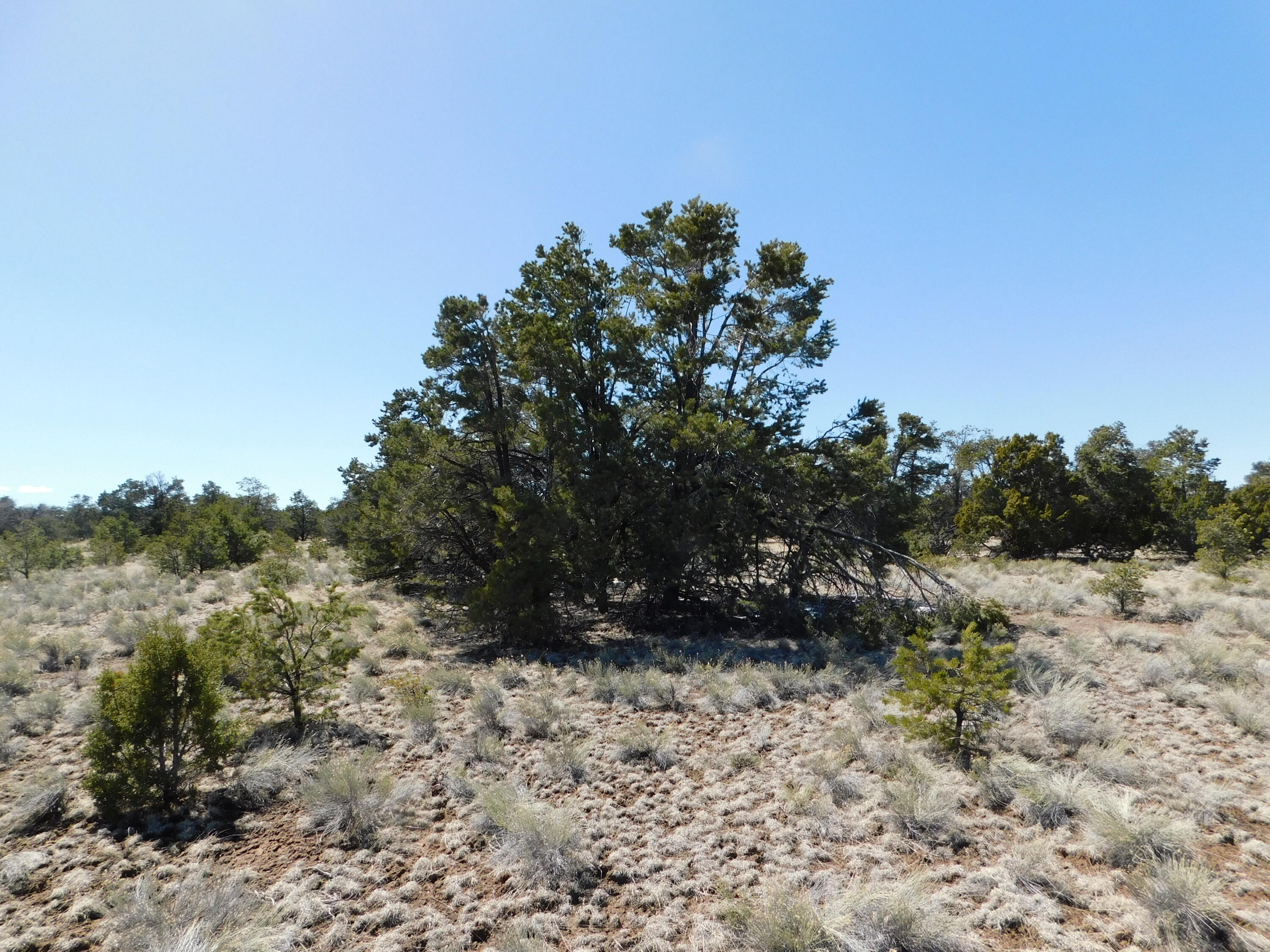 Photo 13 — LOT 81 Artesian Avenue