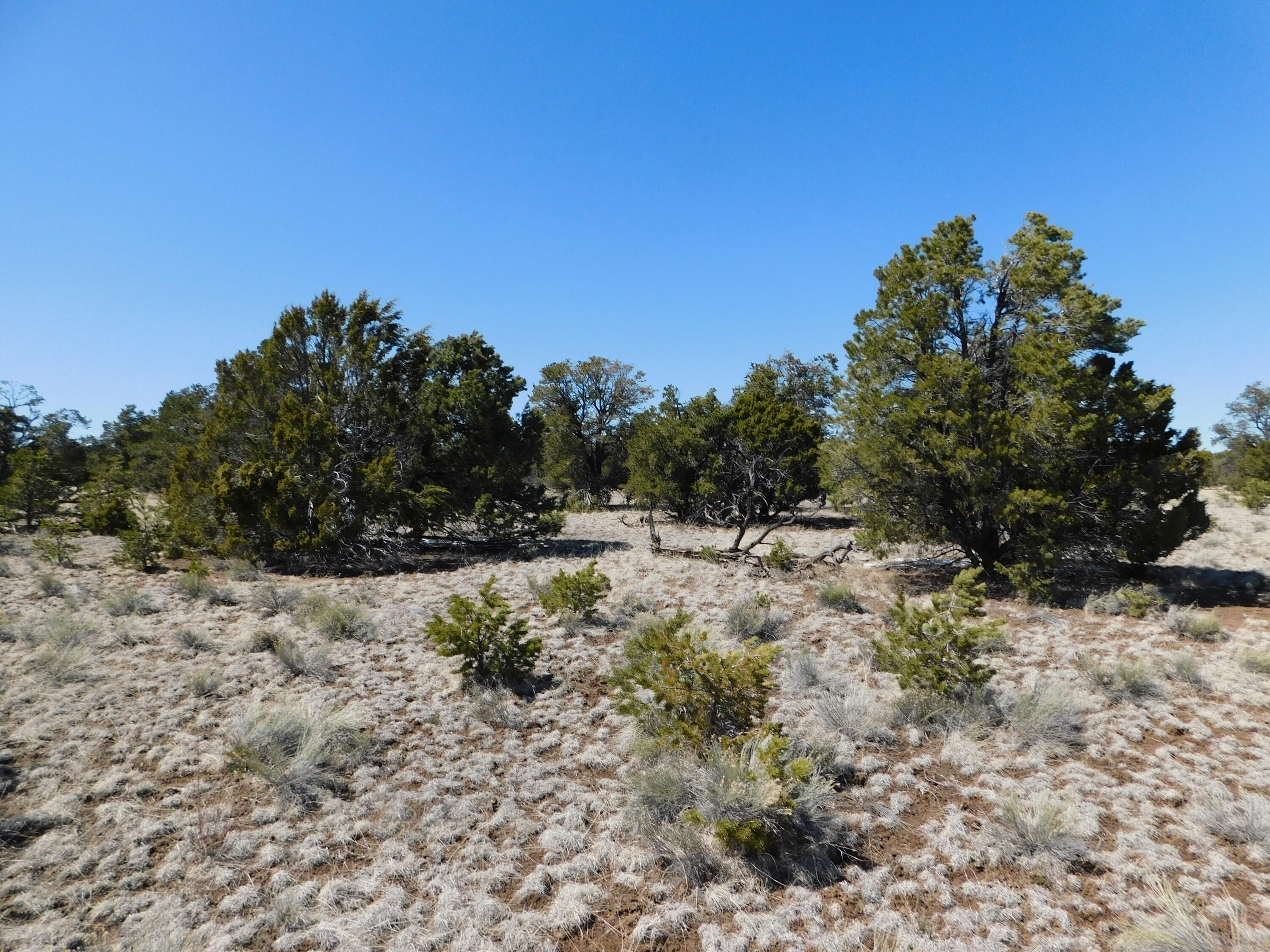 Photo 11 — LOT 81 Artesian Avenue