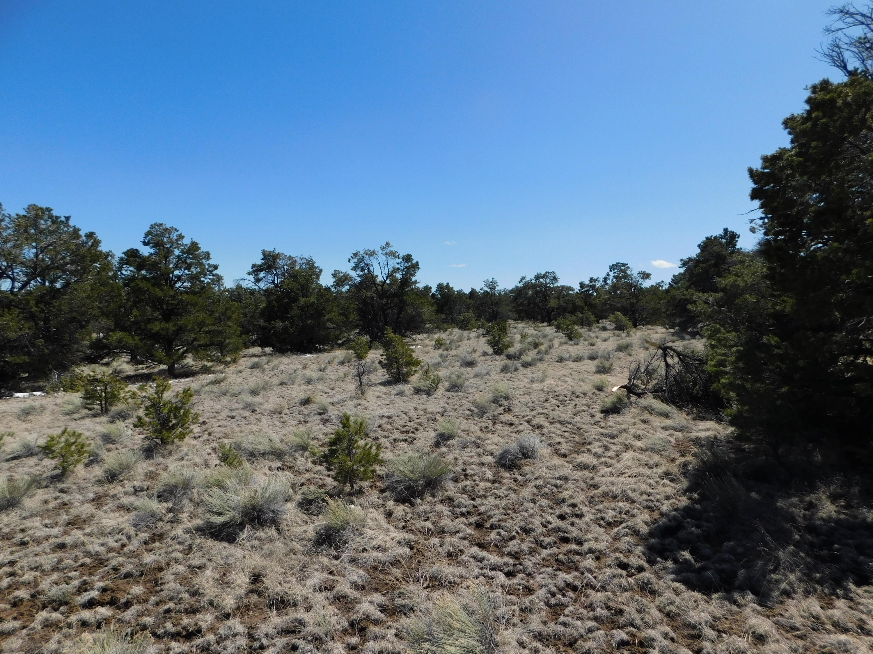 Photo 9 — LOT 81 Artesian Avenue