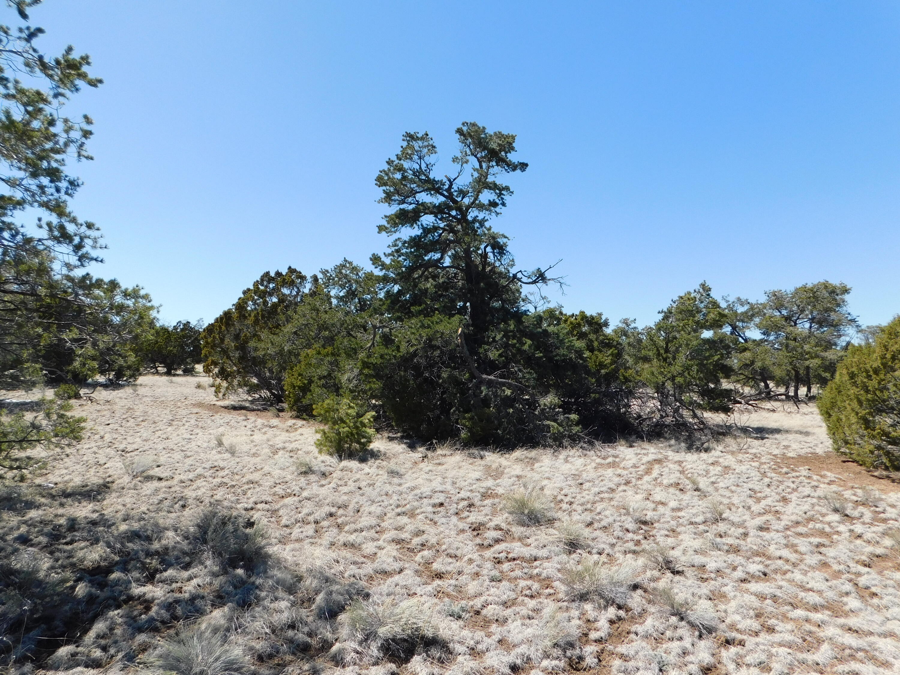 Photo 8 — LOT 81 Artesian Avenue