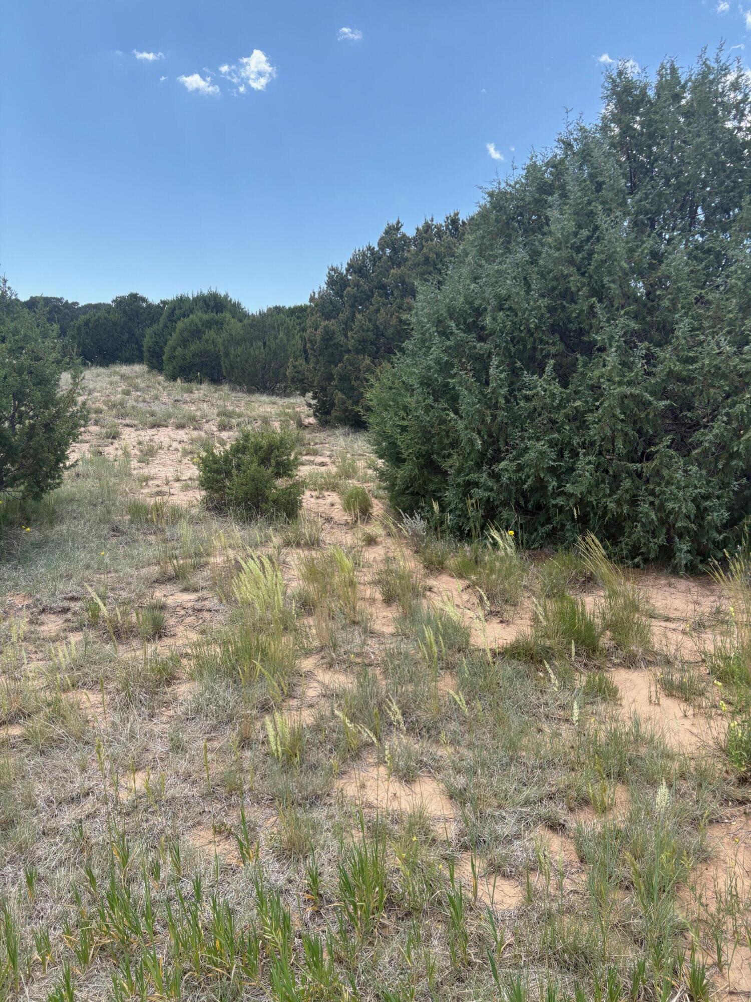 Photo 3 —  Wilson Ranch Lot#8