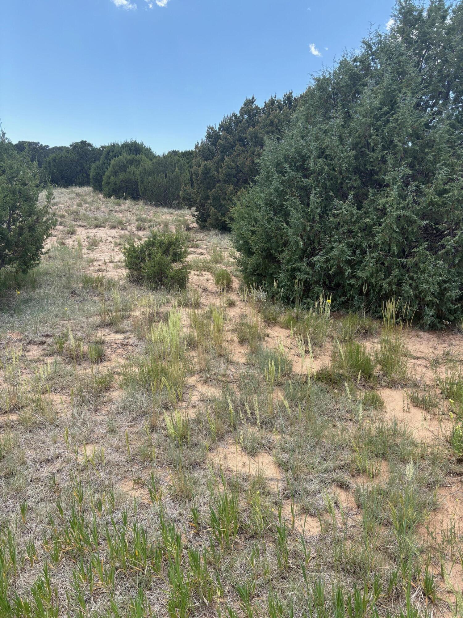 Photo 2 —  Wilson Ranch Lot#8