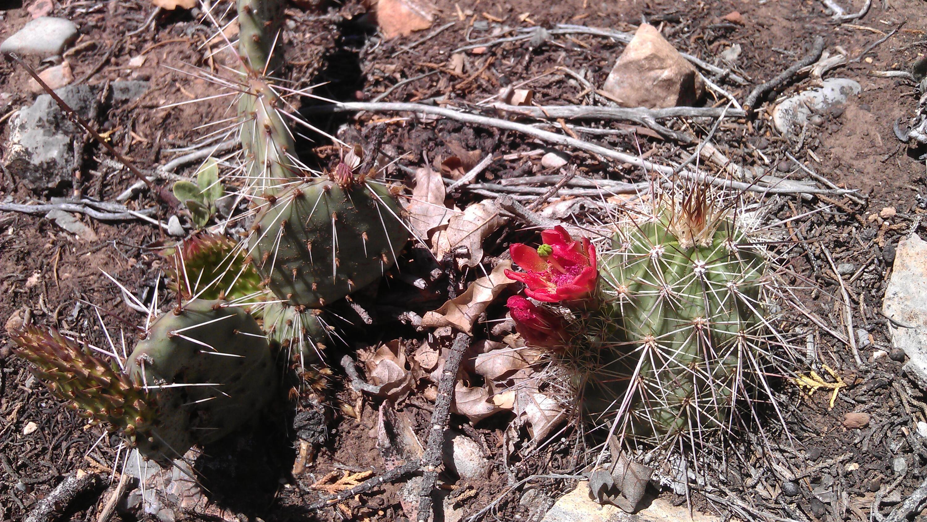 Photo 5 — 43 Canon Escondido Place