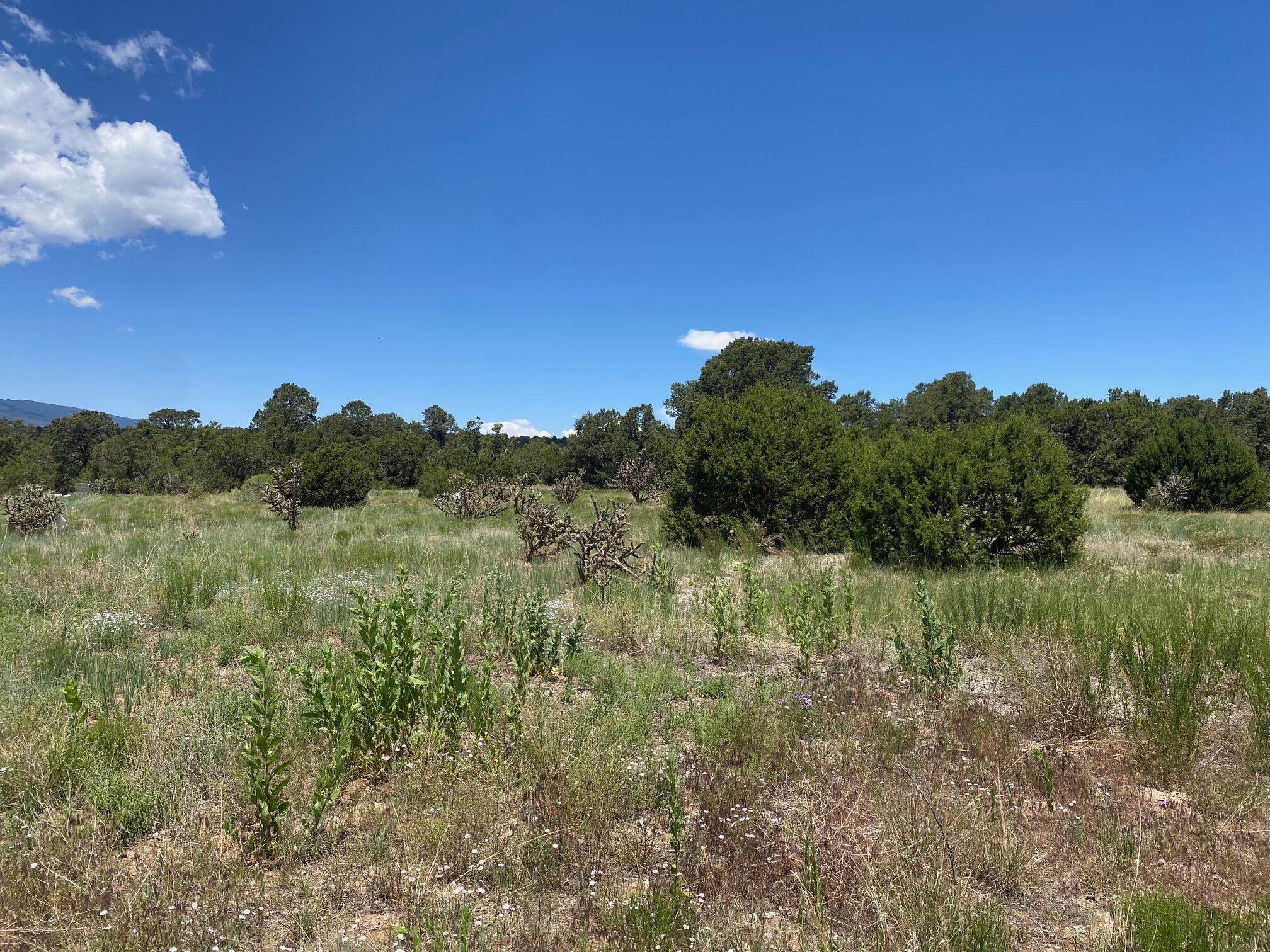 Photo 9 —  Sedillo Hill Road