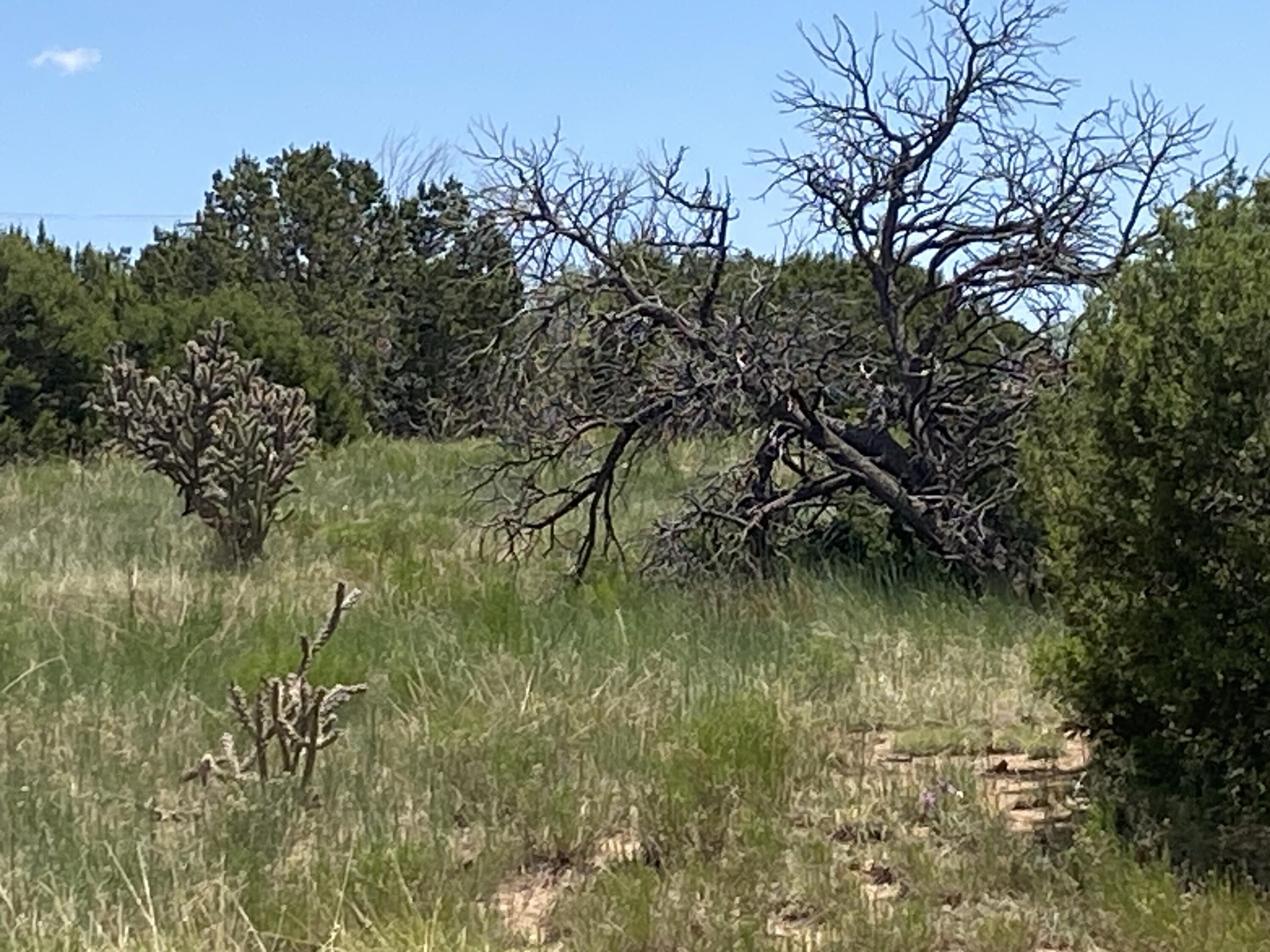 Photo 11 —  Sedillo Hill Road