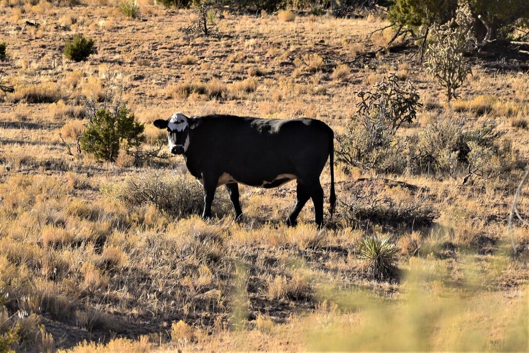Photo 4 — 558 Deer Canyon Trail