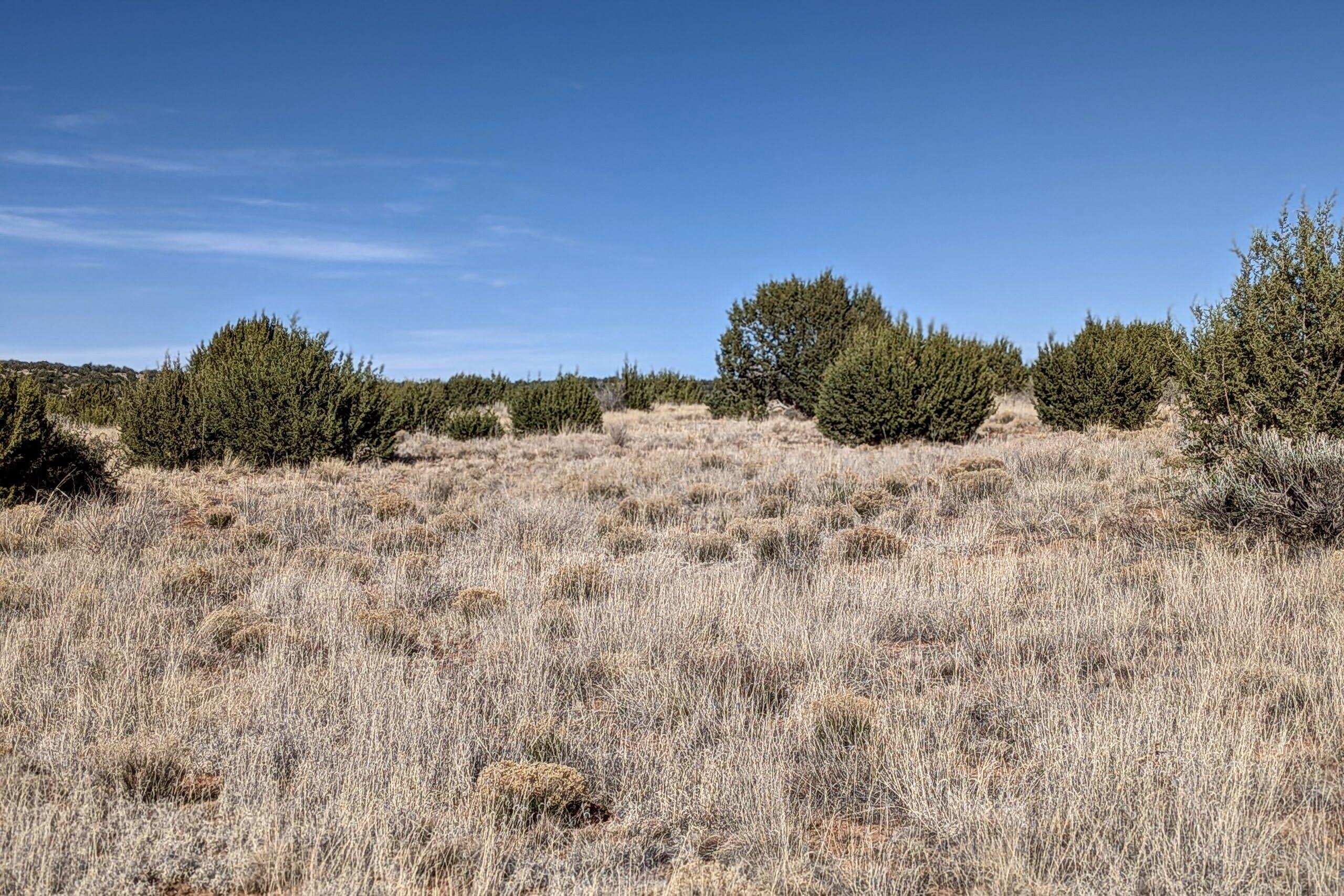 Photo 8 — 558 Deer Canyon Trail