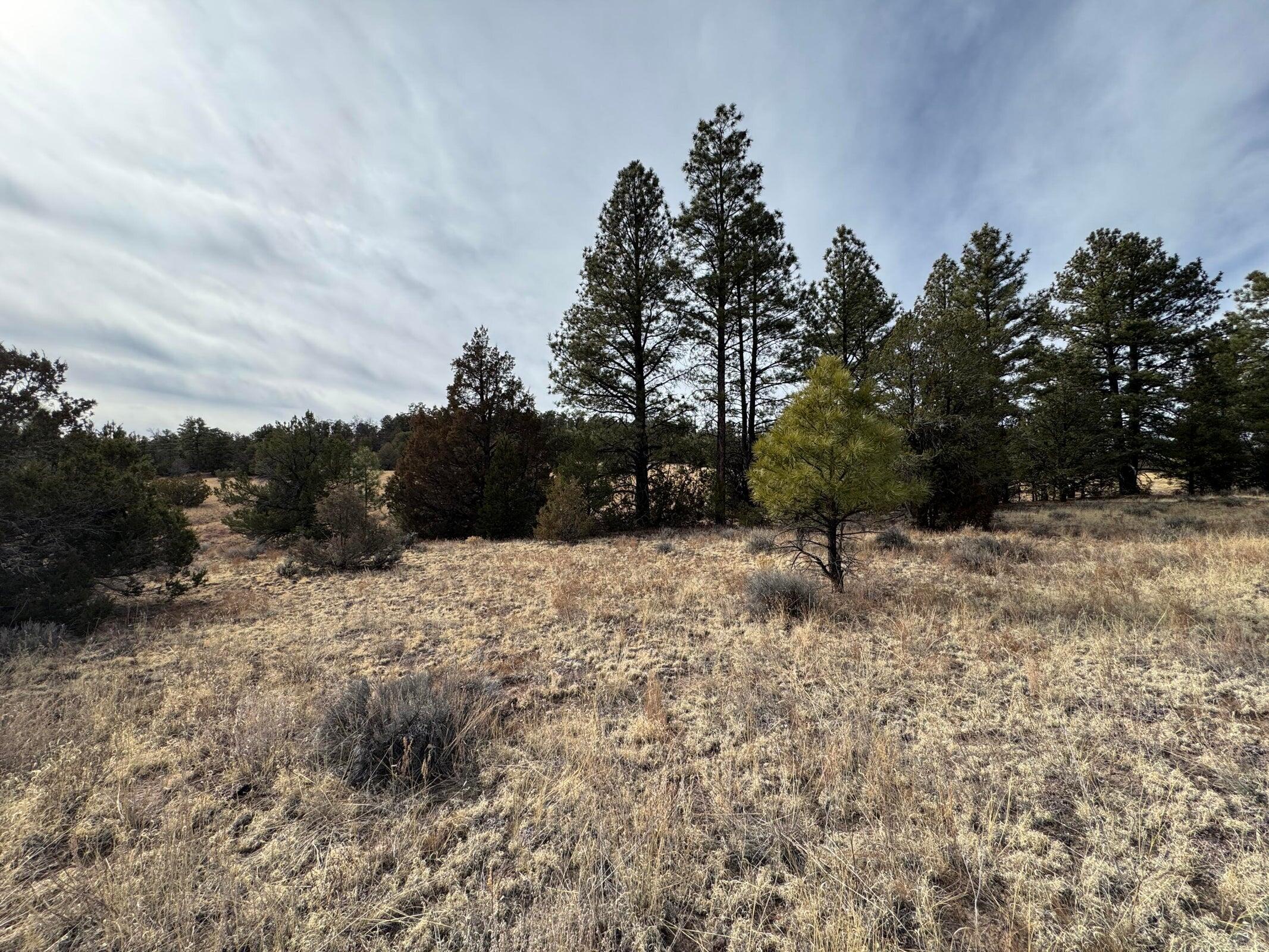 Photo 6 — Lot 9 Juniper Drive