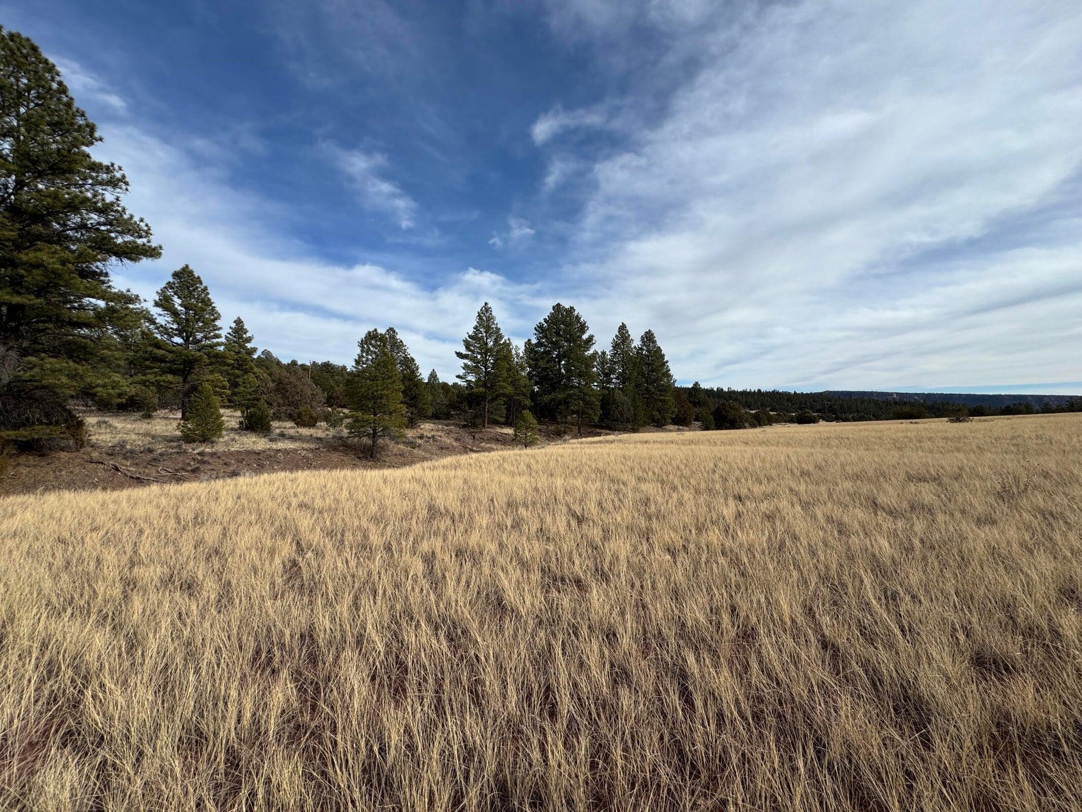 Photo 7 — Lot 9 Juniper Drive