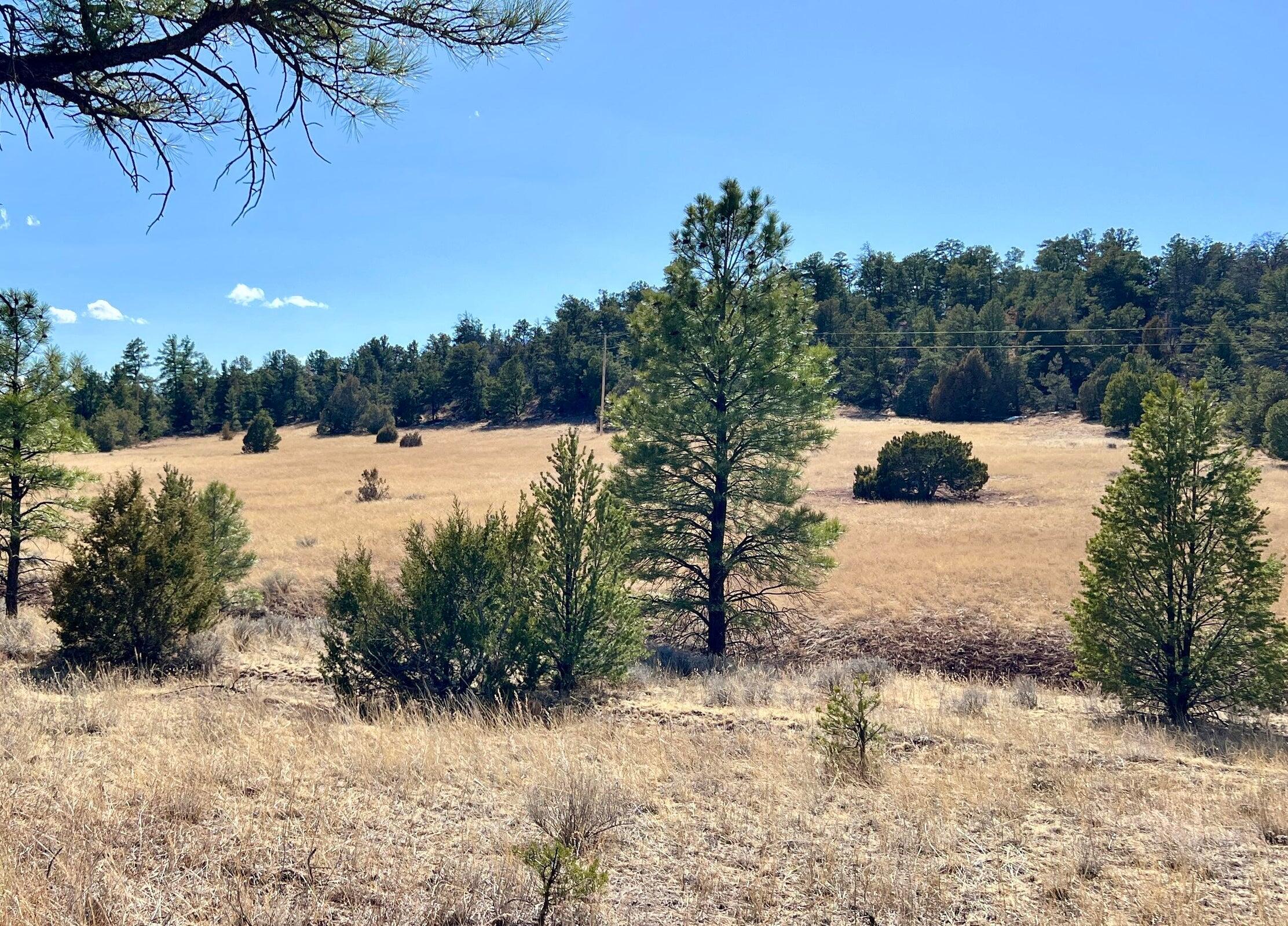 Photo 13 — Lot 9 Juniper Drive