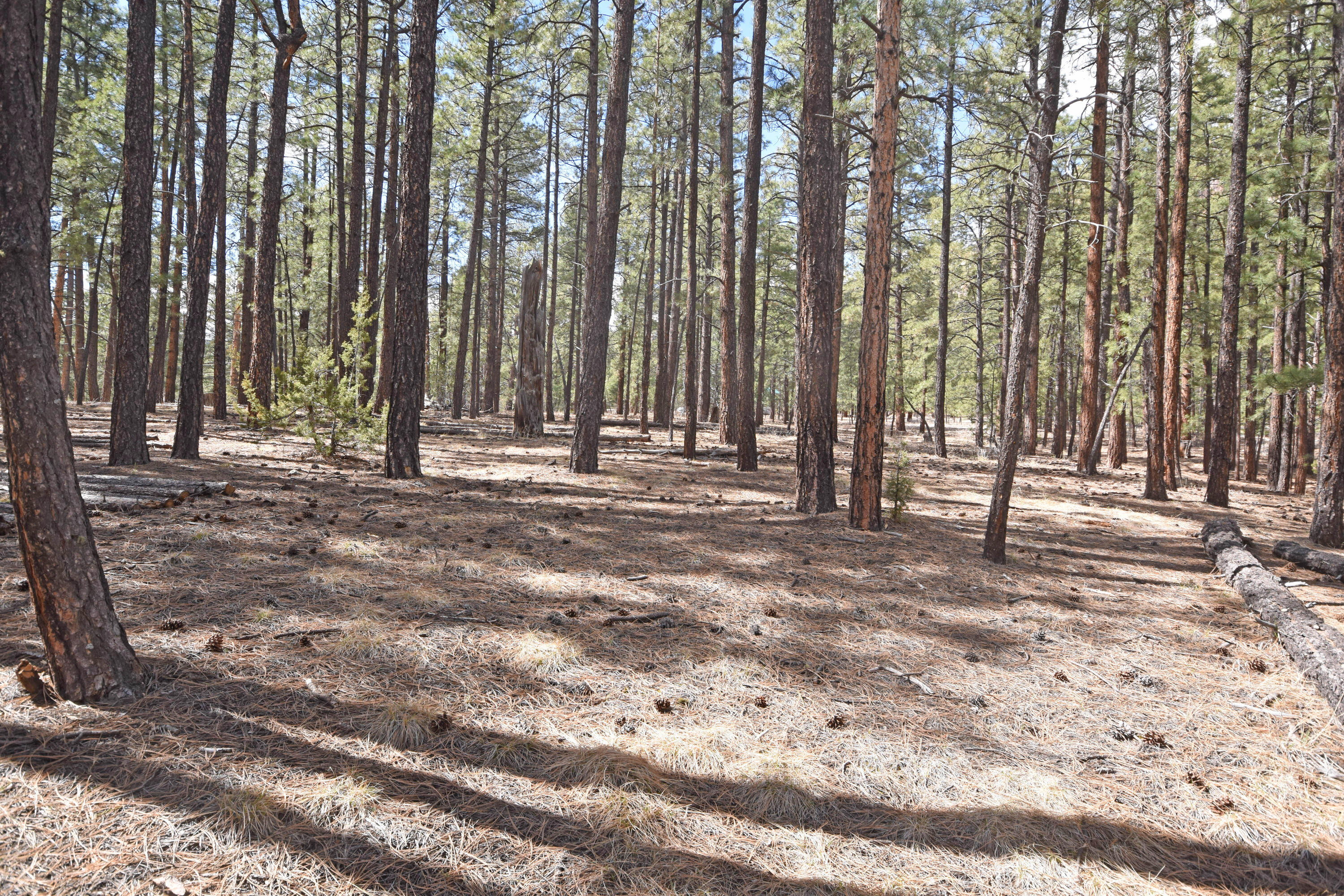 Photo 3 — Lot 49 A Cool Pines