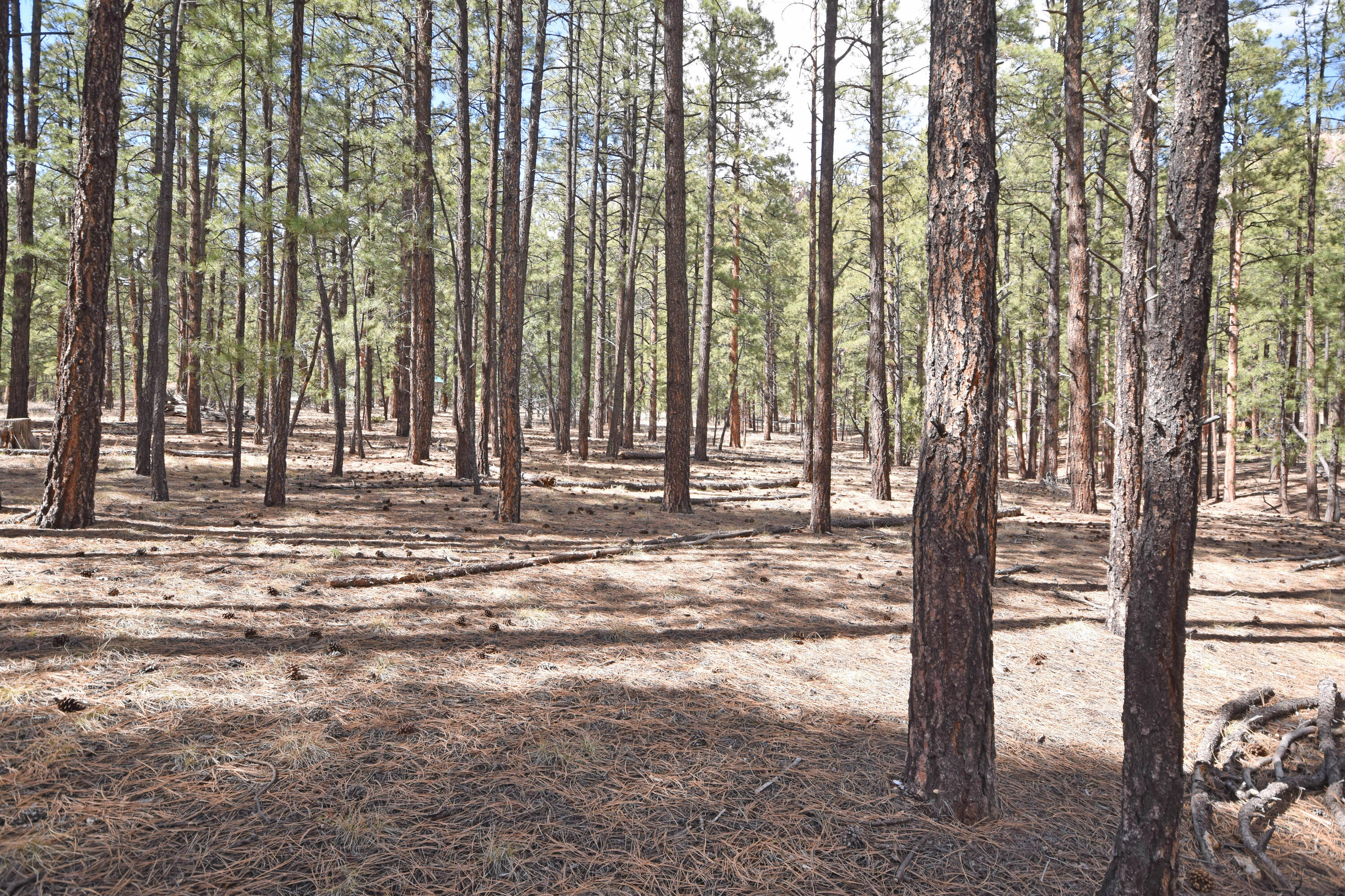 Photo 4 — Lot 49 A Cool Pines
