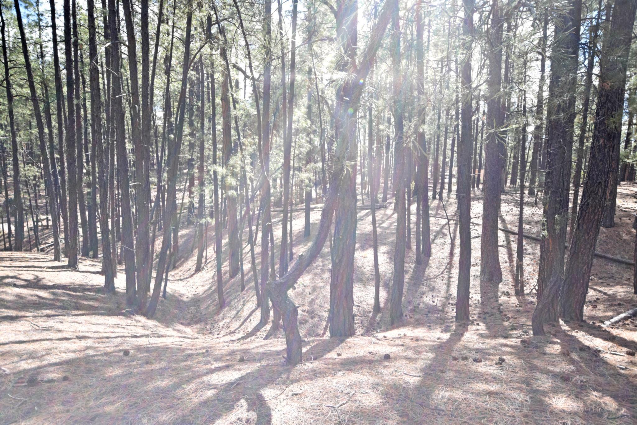 Photo 9 — Lot 49 A Cool Pines