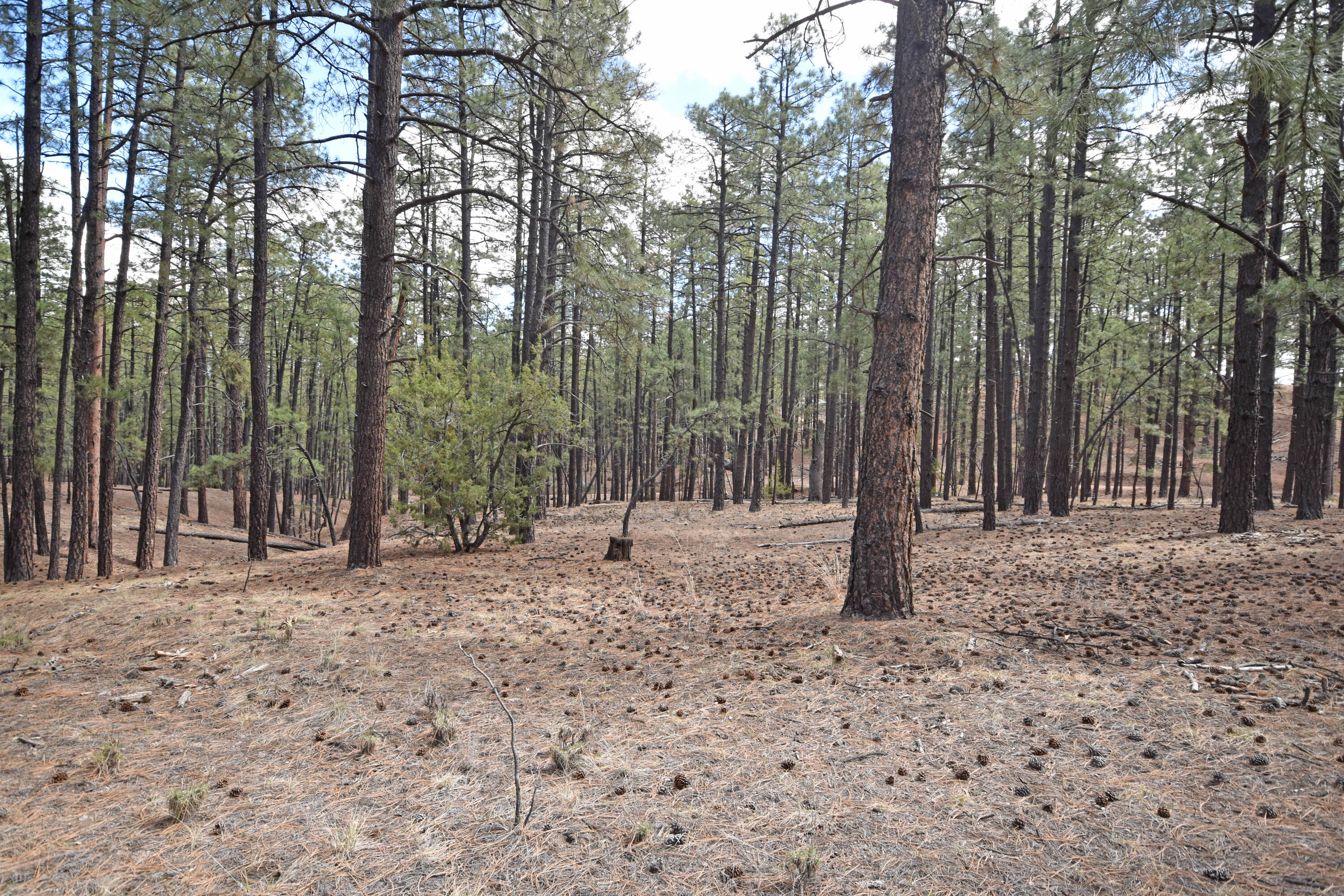 Photo 11 — Lot 49 A Cool Pines