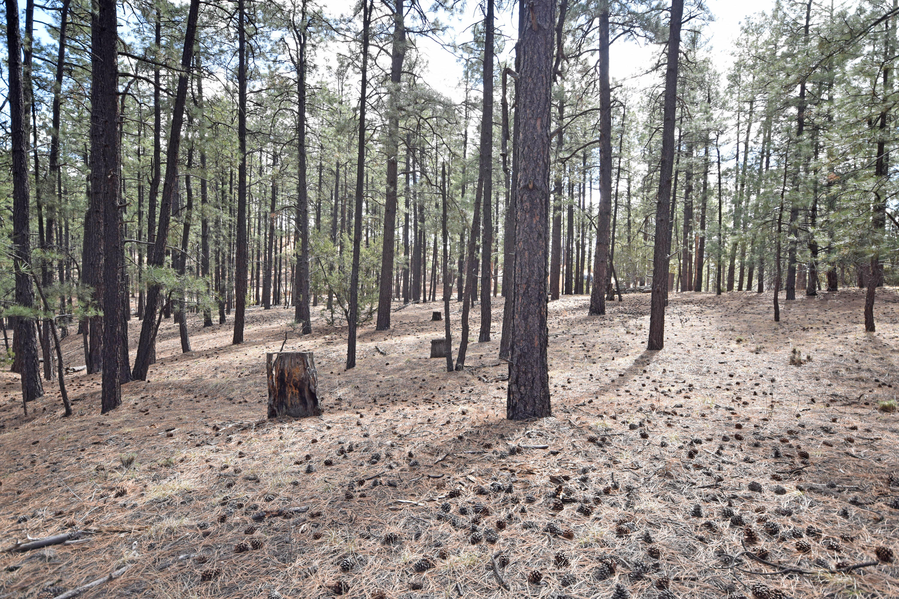 Photo 15 — Lot 49 A Cool Pines