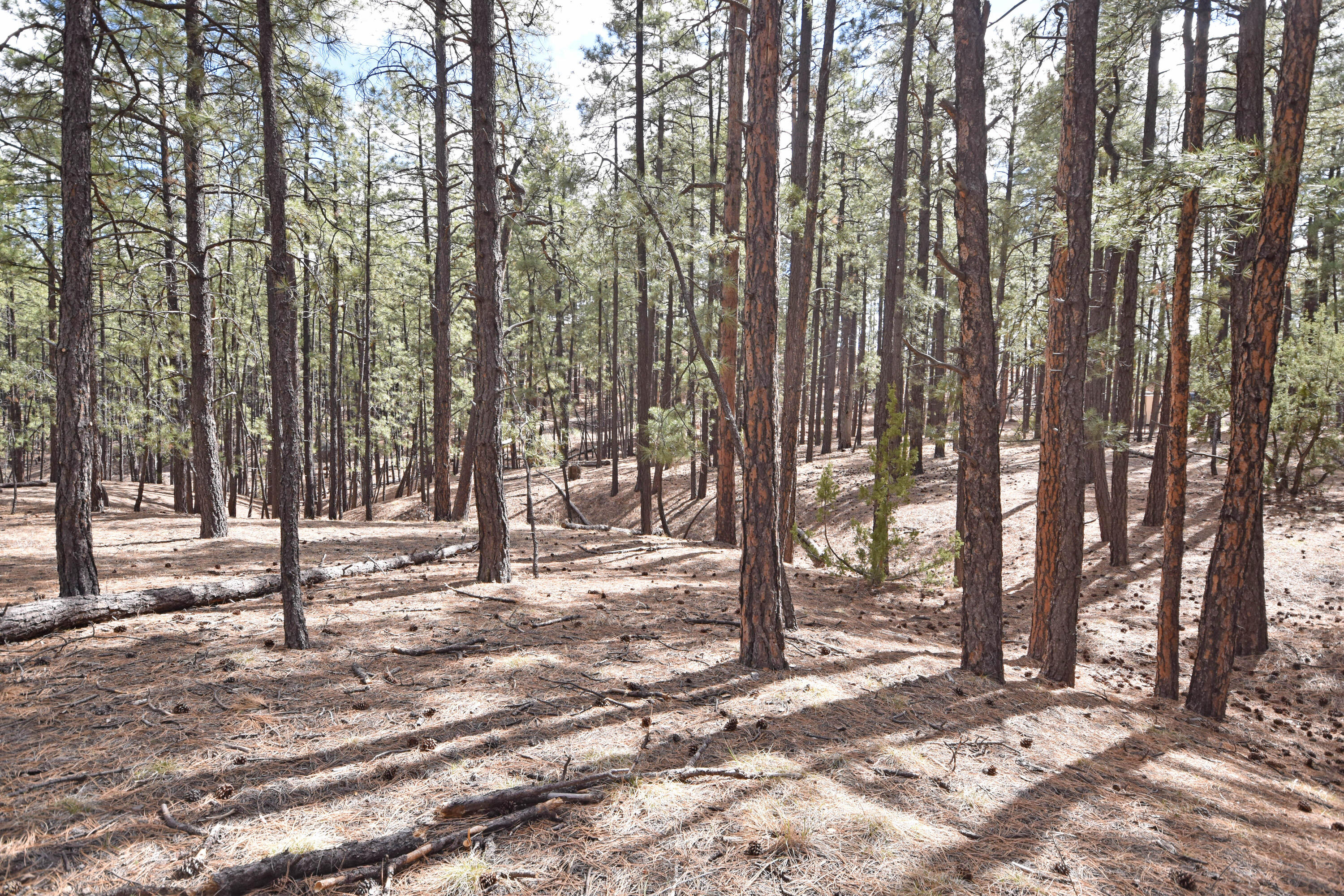 Photo 16 — Lot 49 A Cool Pines