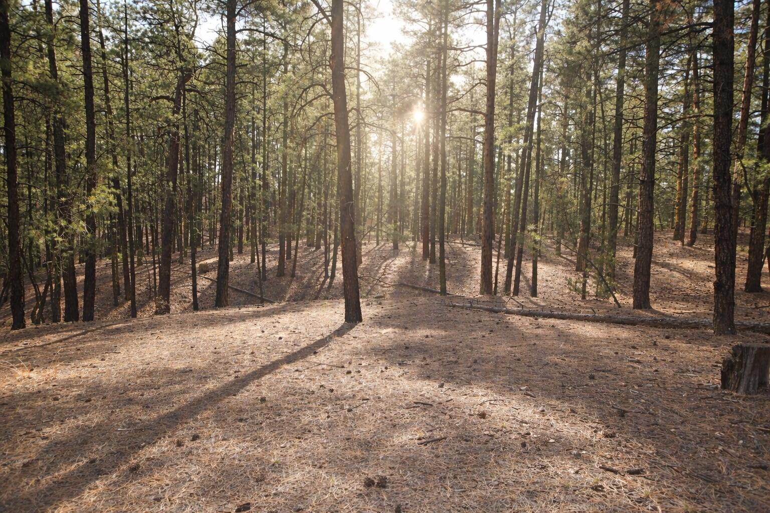 Photo 17 — Lot 49 A Cool Pines