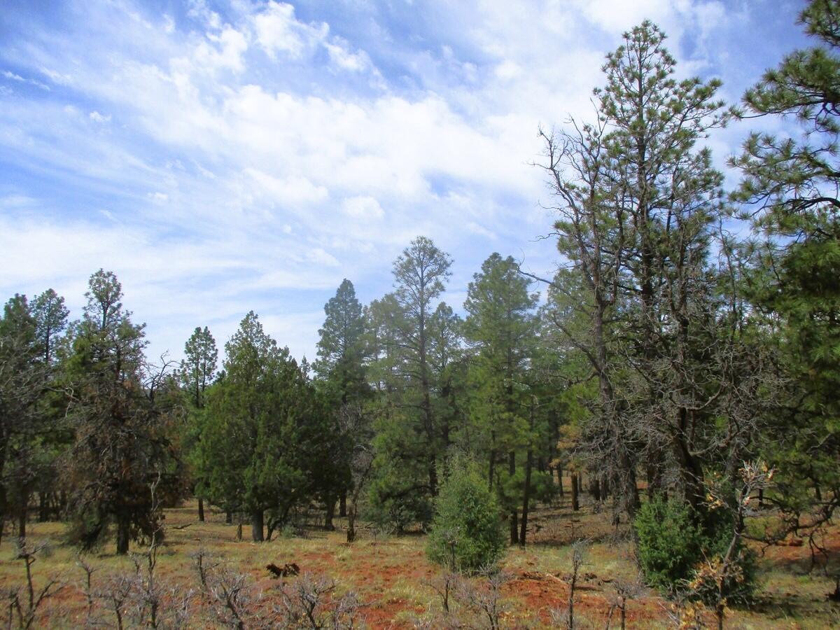 Photo 20 —  Forest Road 157
