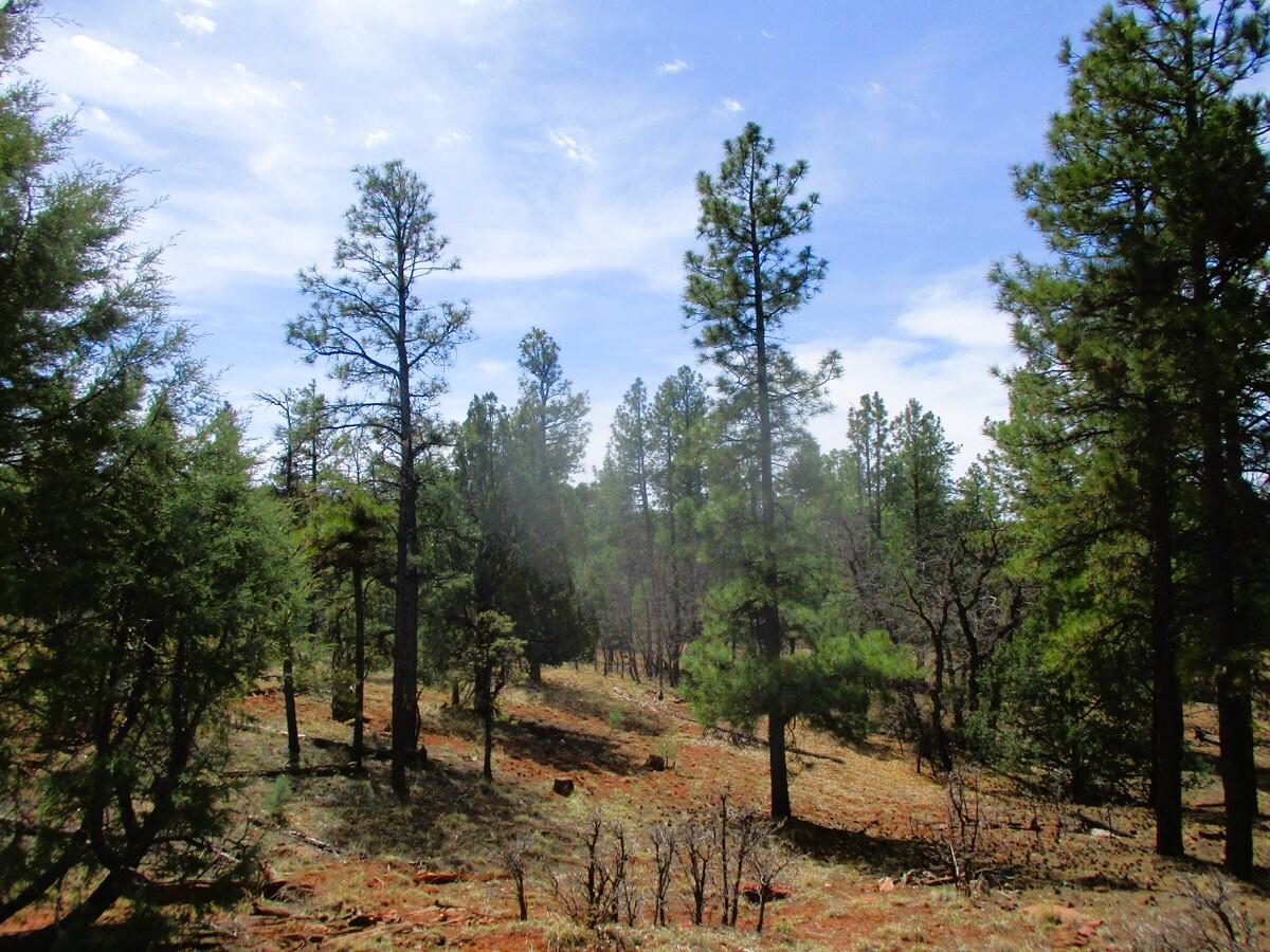 Photo 19 —  Forest Road 157