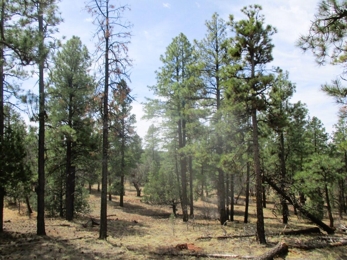 Photo 18 —  Forest Road 157