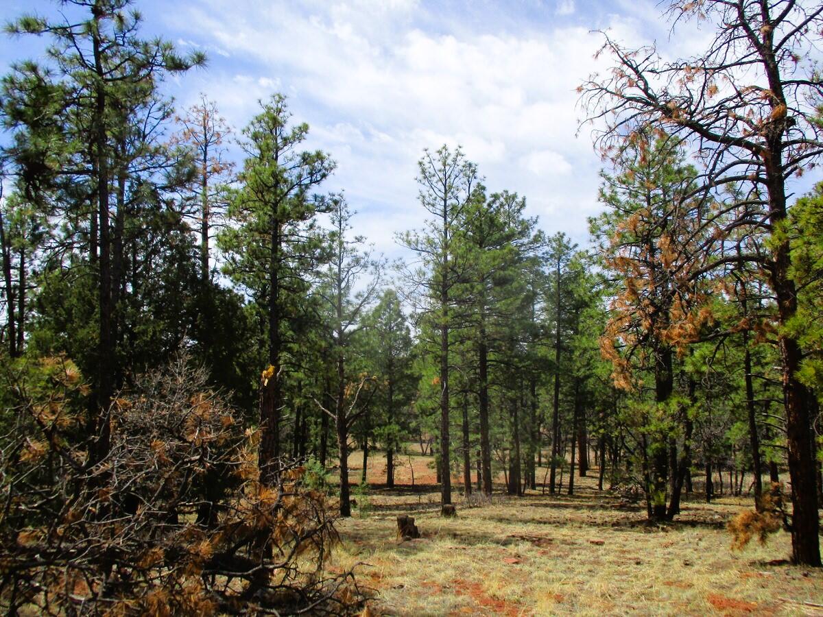 Photo 17 —  Forest Road 157
