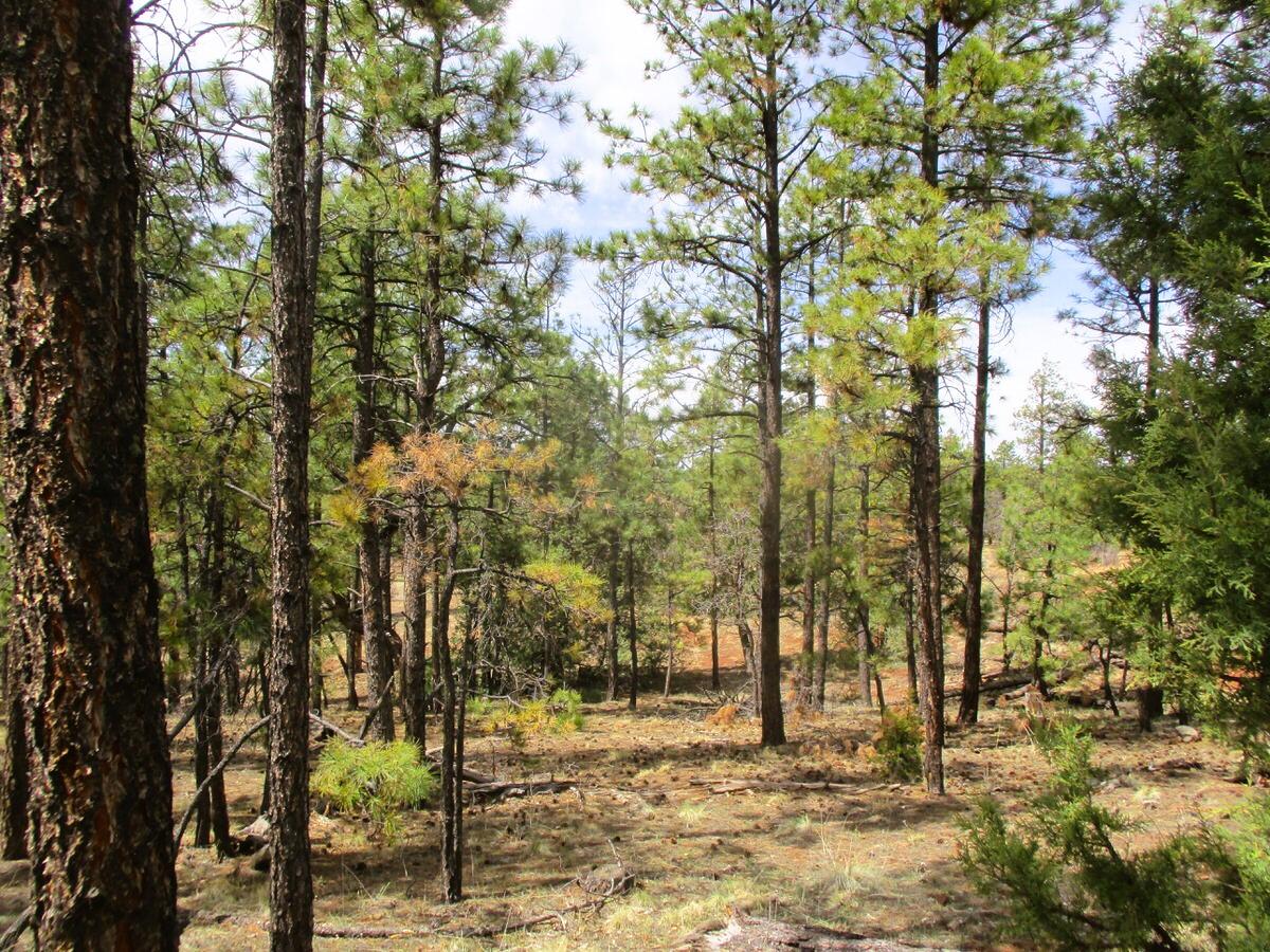 Photo 16 —  Forest Road 157