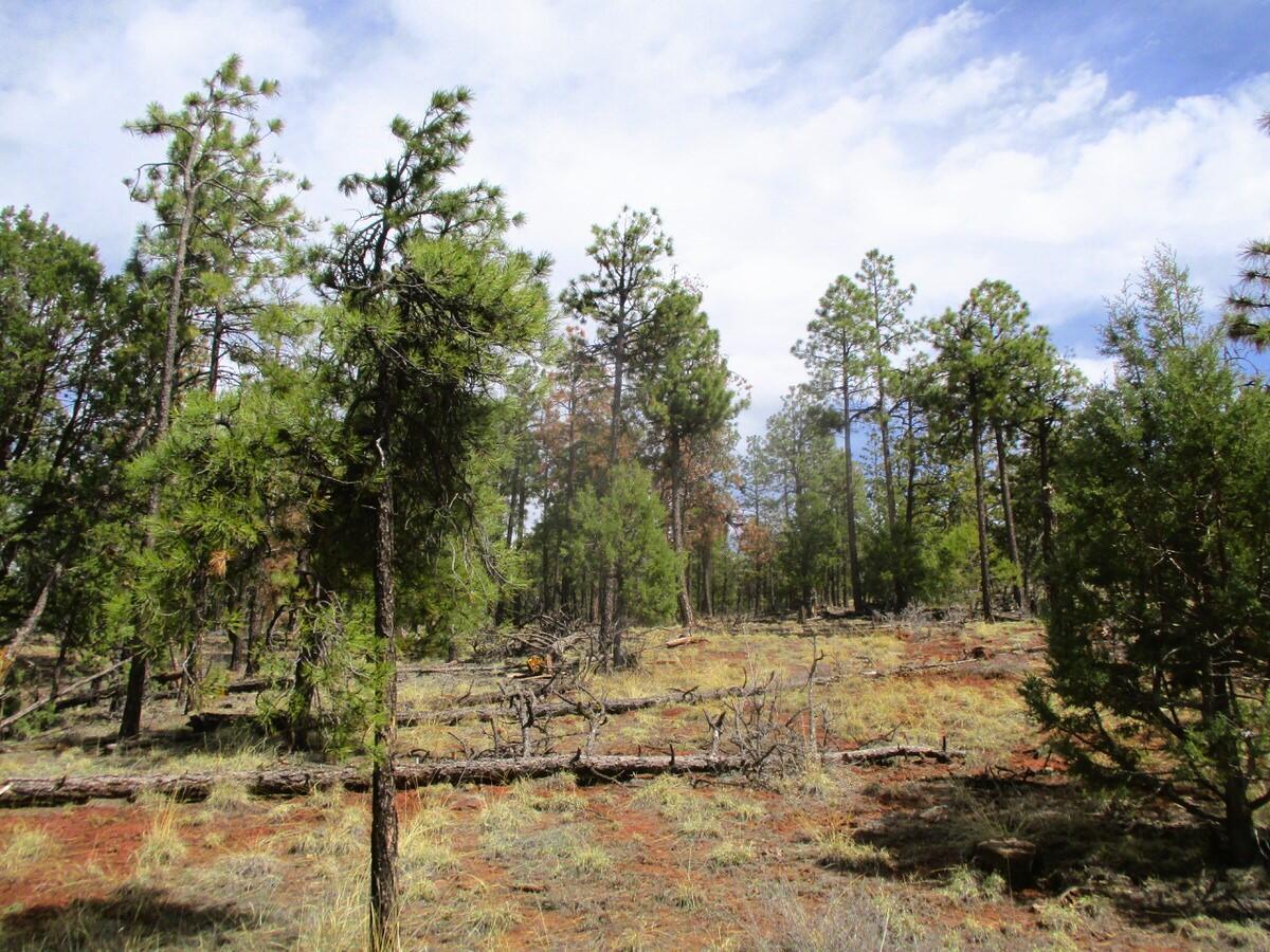 Photo 15 —  Forest Road 157