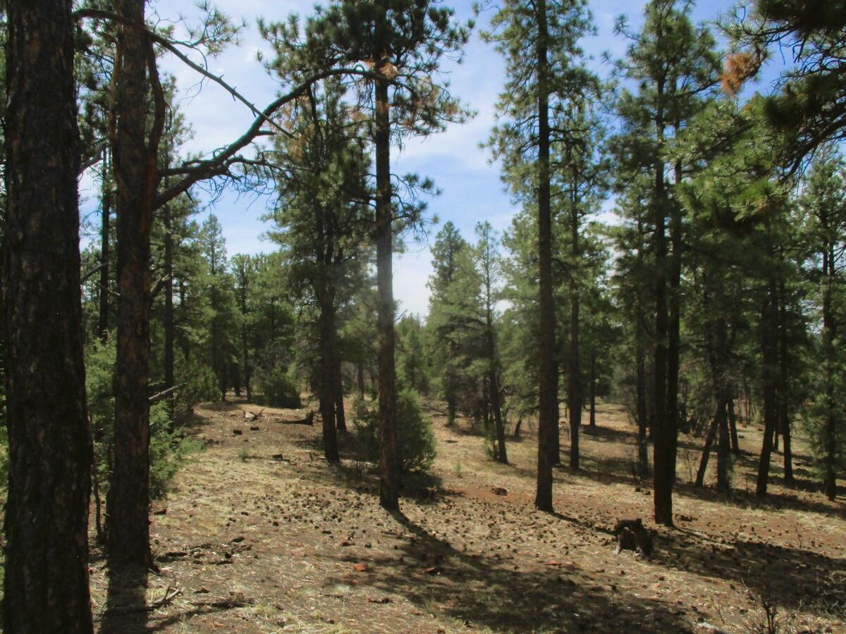 Photo 2 —  Forest Road 157