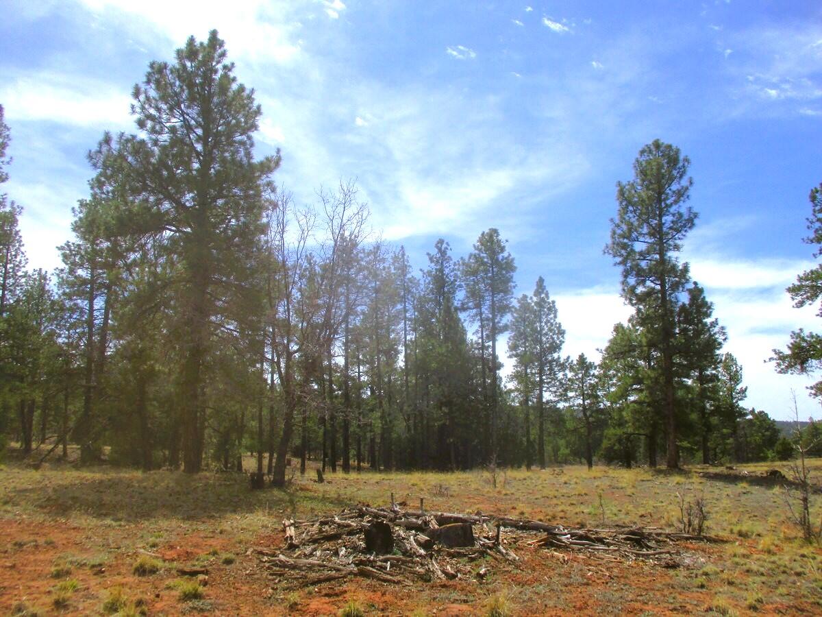 Photo 4 —  Forest Road 157