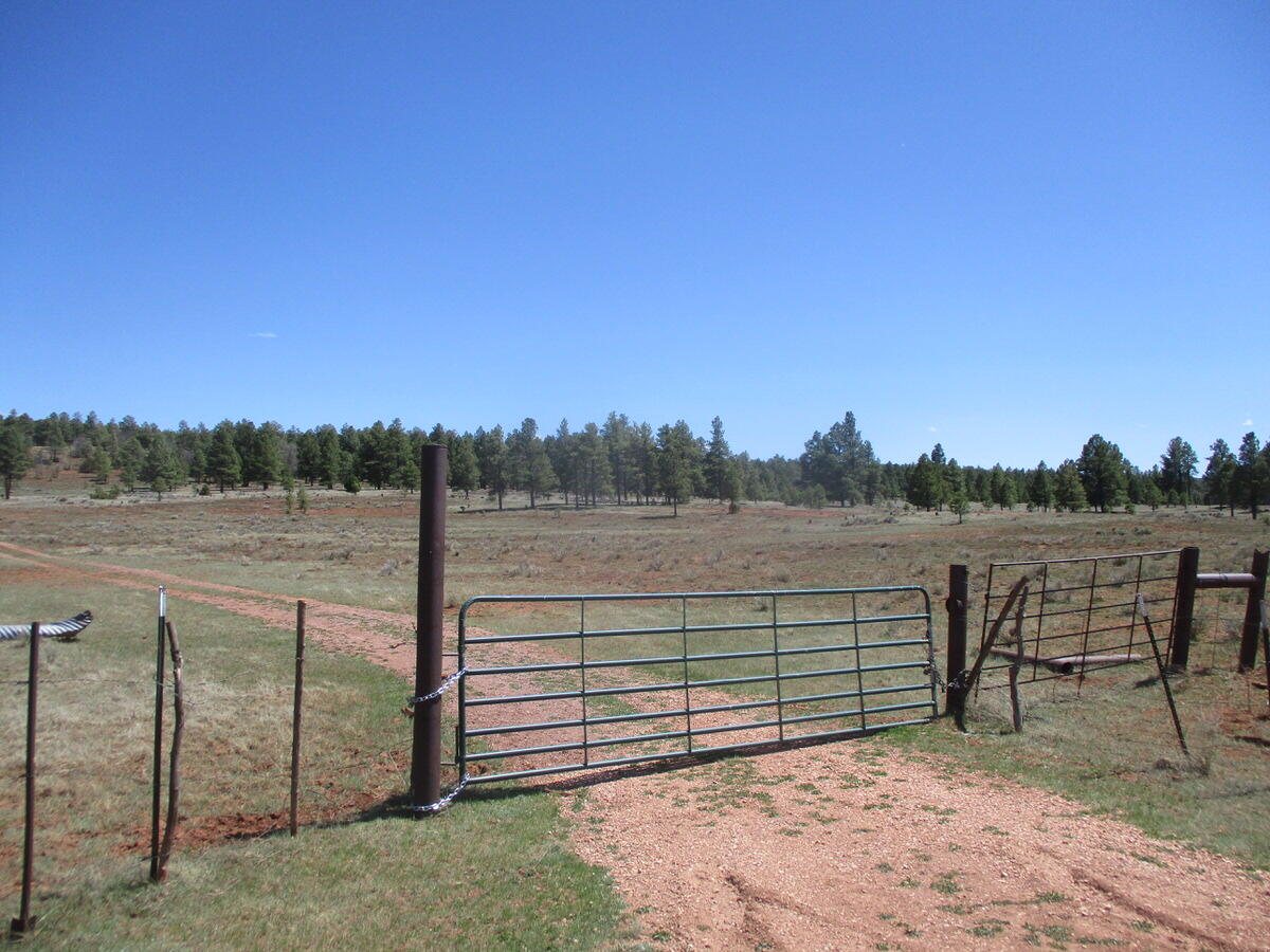 Photo 6 —  Forest Road 157