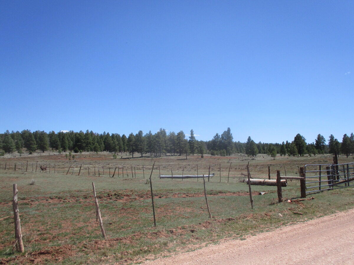 Photo 7 —  Forest Road 157