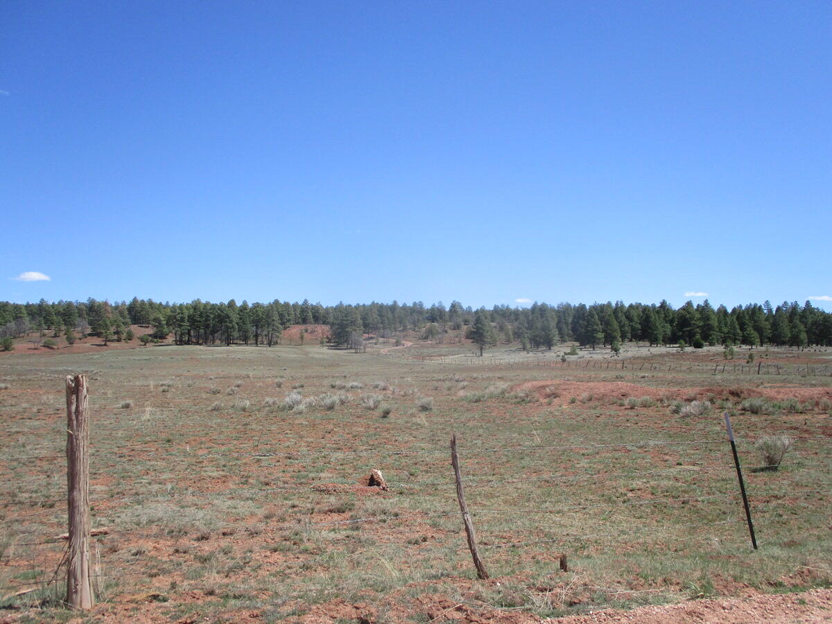 Photo 10 —  Forest Road 157
