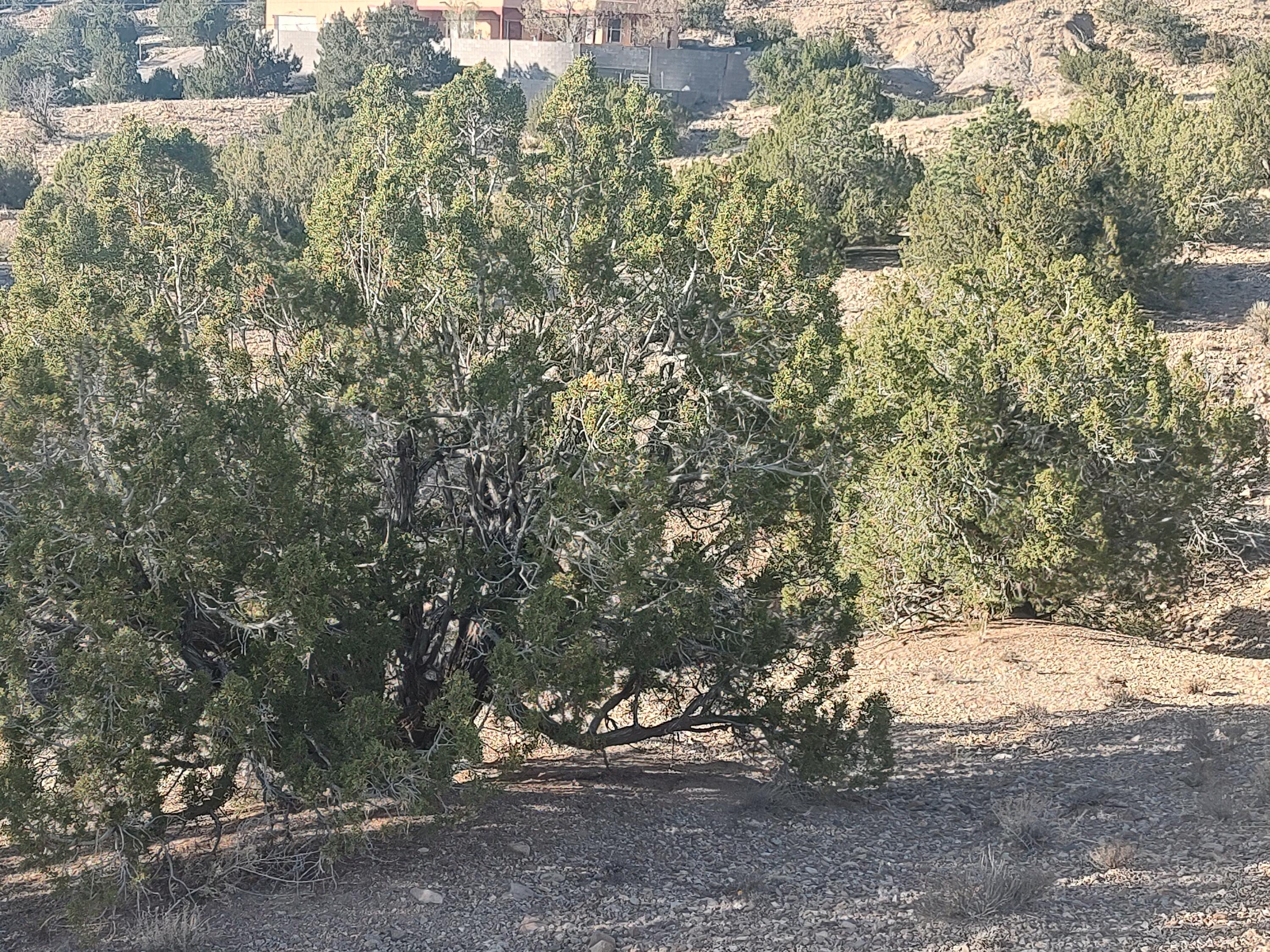 Photo 14 —  Camino De Las Huertas