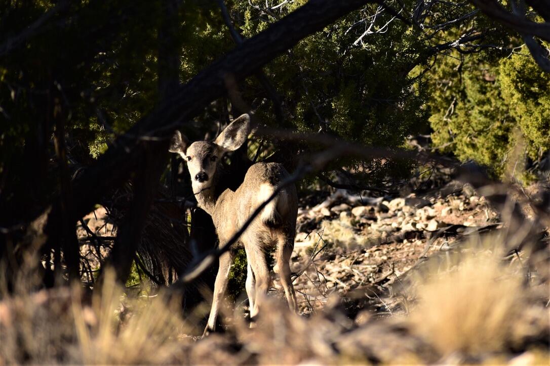 Photo 2 — 6 Chato Trail