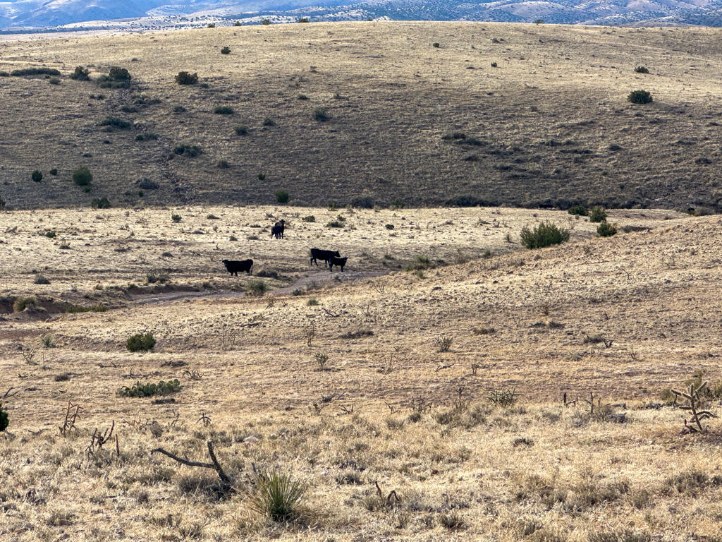 Photo 6 —  Table Mountain Road