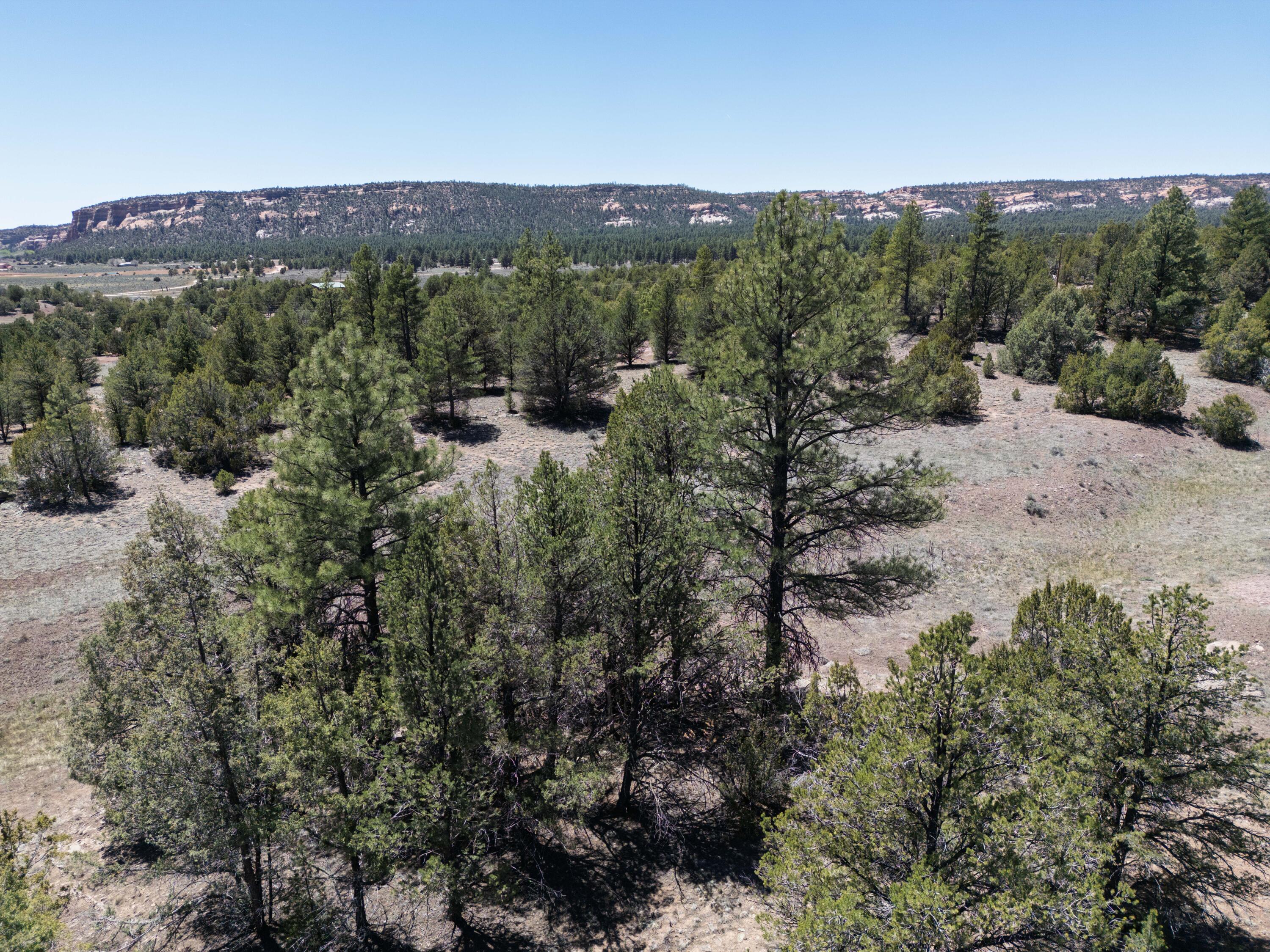 Photo 11 — Lot 17 Buttonwood Drive