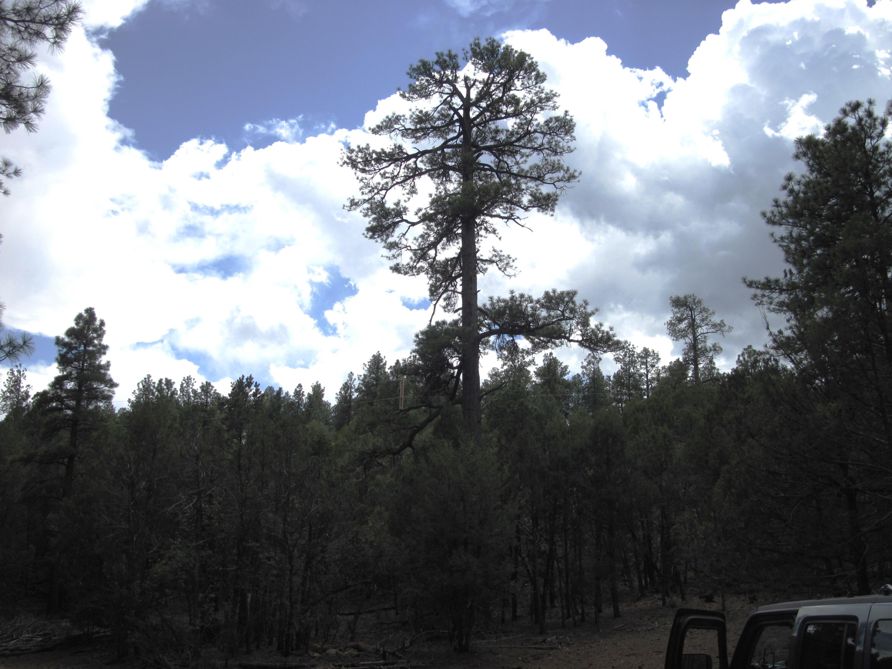 Photo 2 — 20 Estrella Vista Drive