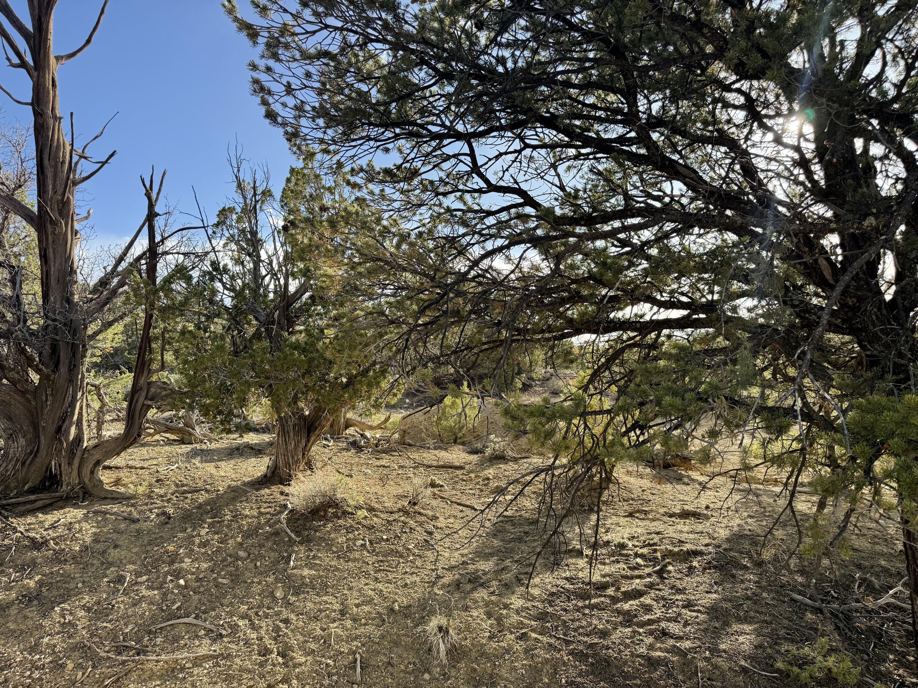 Photo 14 —  Catalpa Canyon Road Lot 5