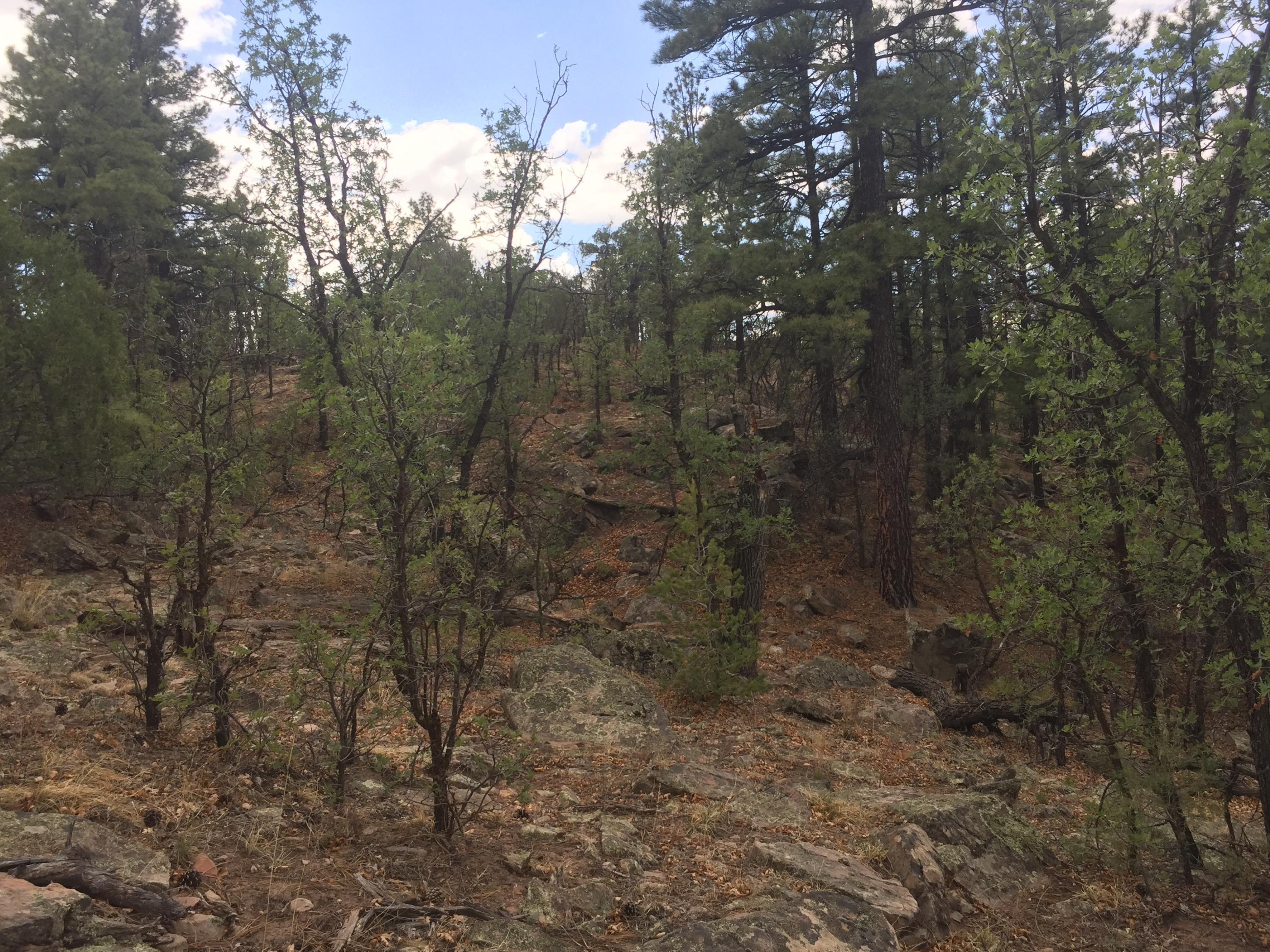 Photo 17 — Lots 20-23 Box S Ranch Road