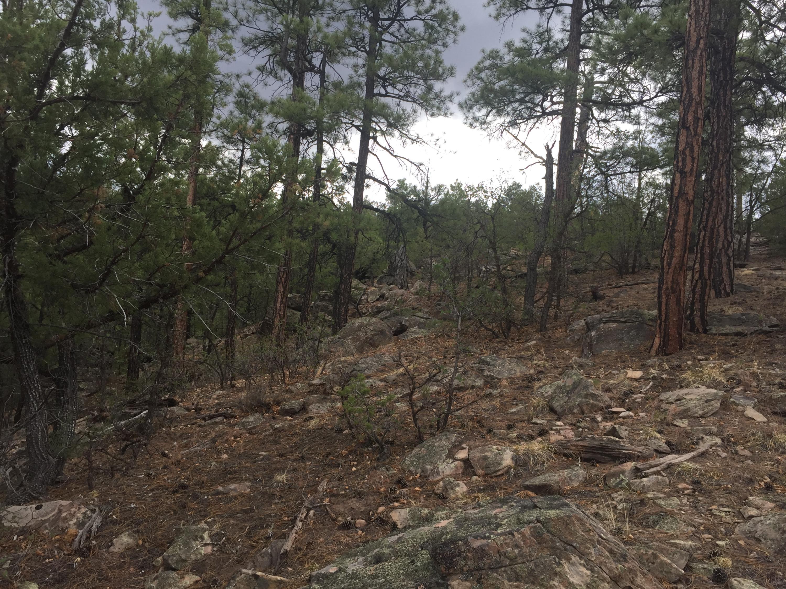 Photo 15 — Lots 20-23 Box S Ranch Road