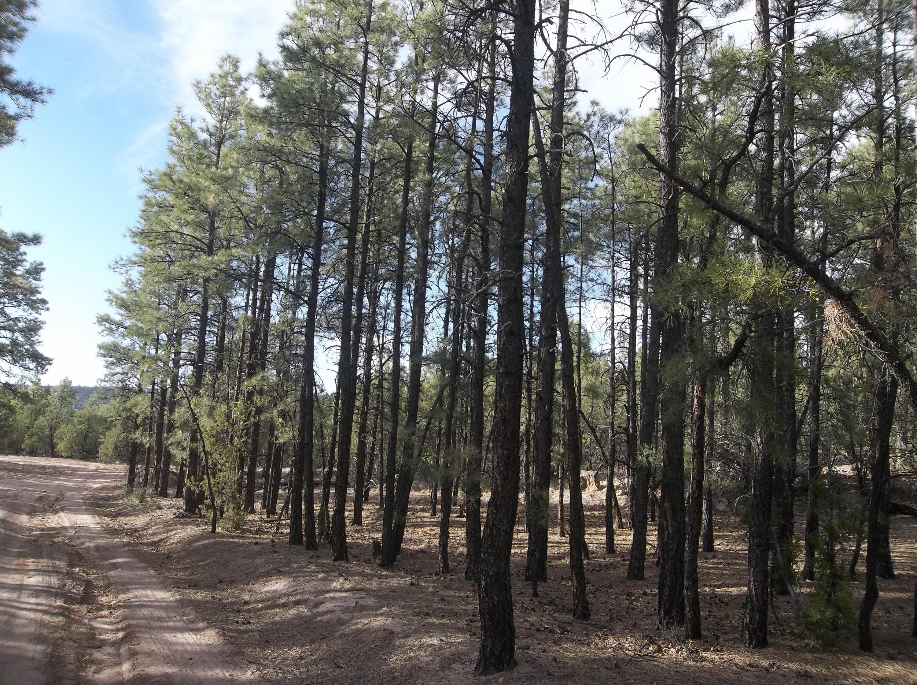 Photo 5 — Lots 20-23 Box S Ranch Road