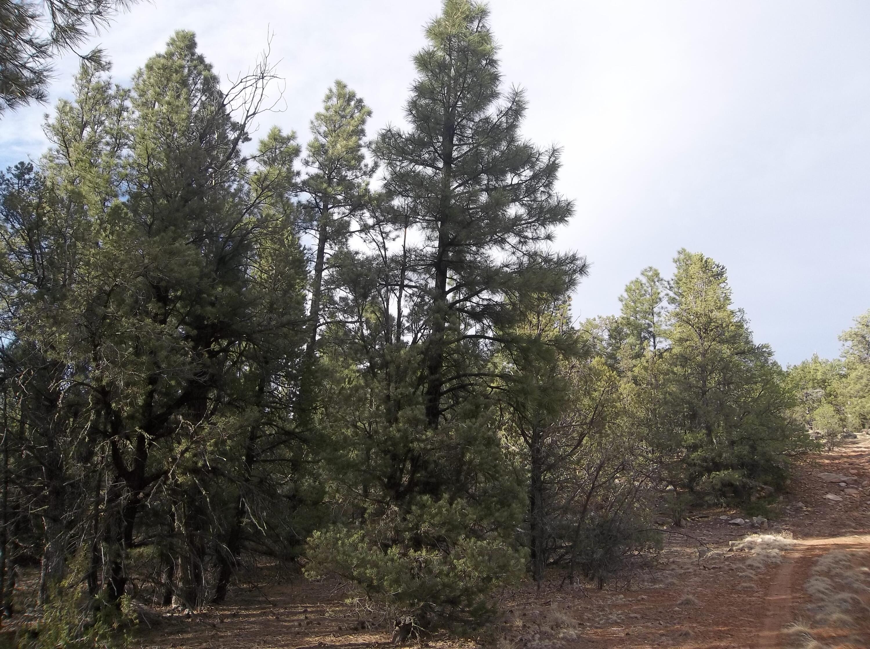 Photo 4 — Lots 20-23 Box S Ranch Road