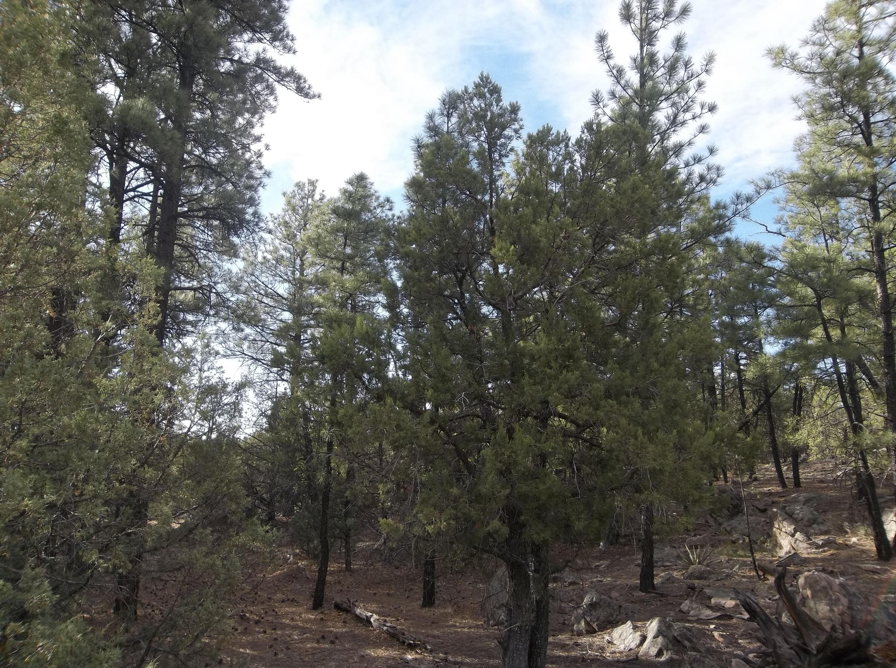 Photo 3 — Lots 20-23 Box S Ranch Road