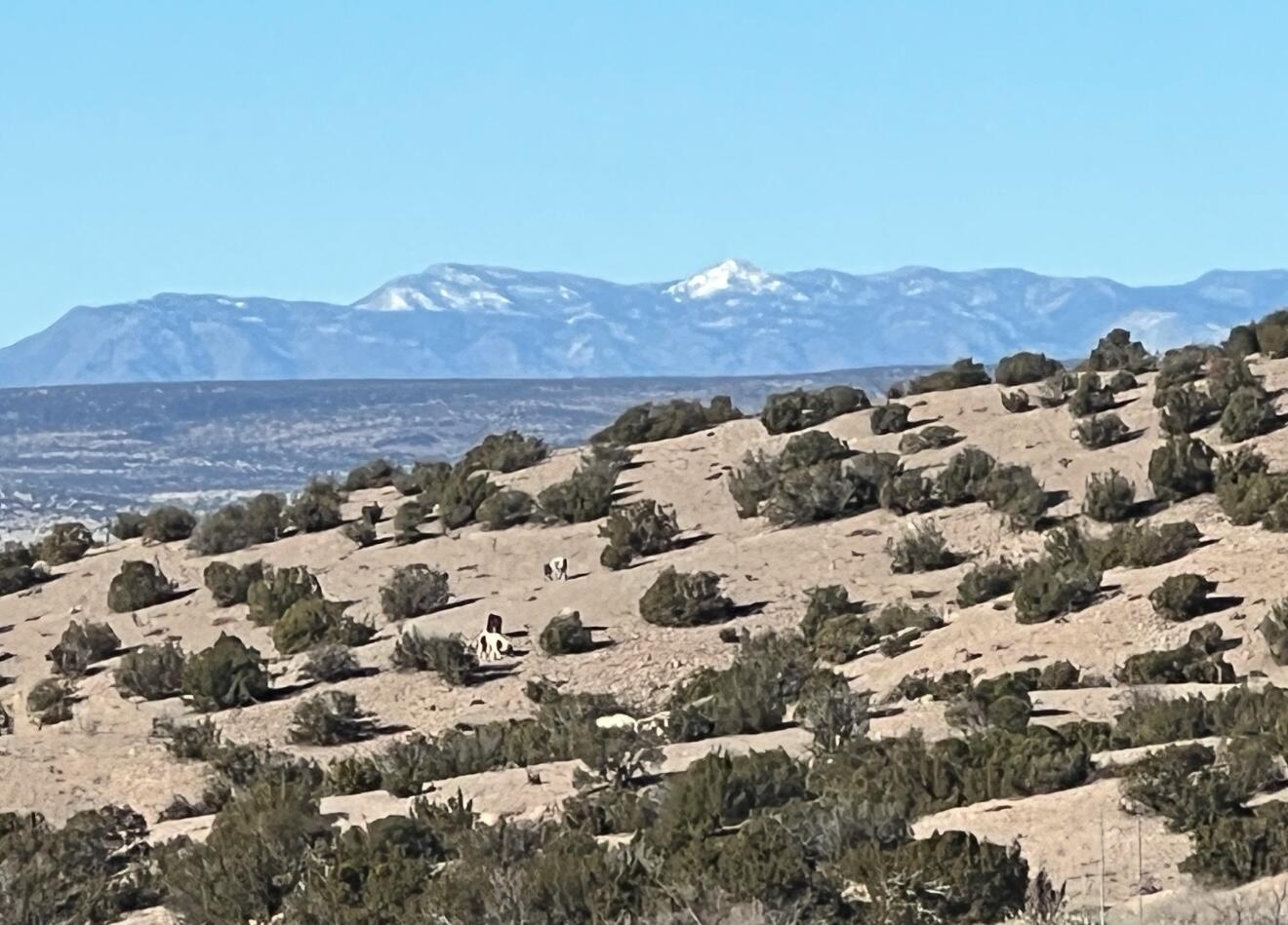 Photo 8 — 11 Tres Amigos Road